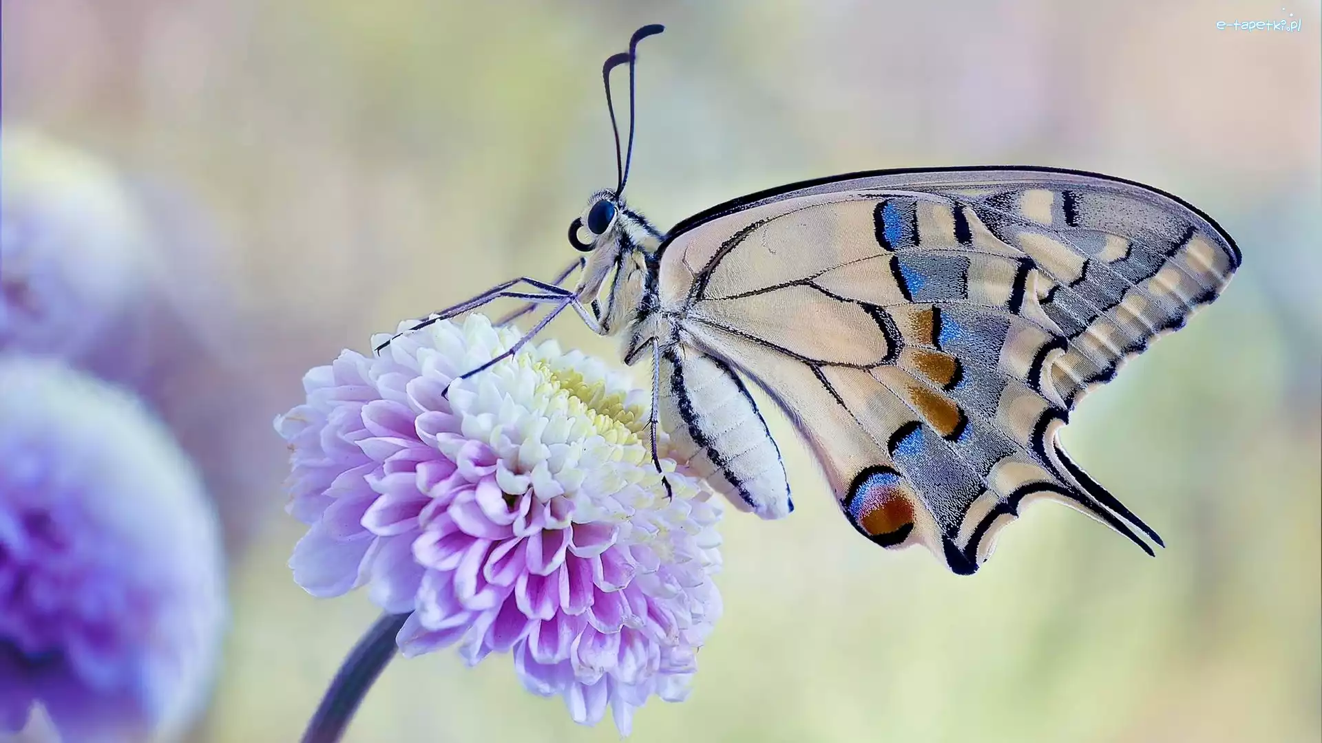 Motyl, Kwiat, Paź królowej, Makro, Fioletowy