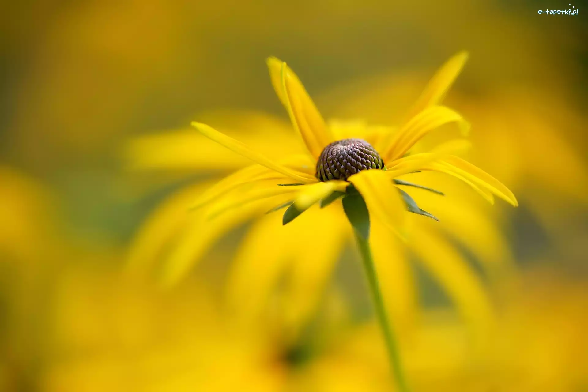 Żółty, Rudbekia, Kwiat, Tło, Rozmyte