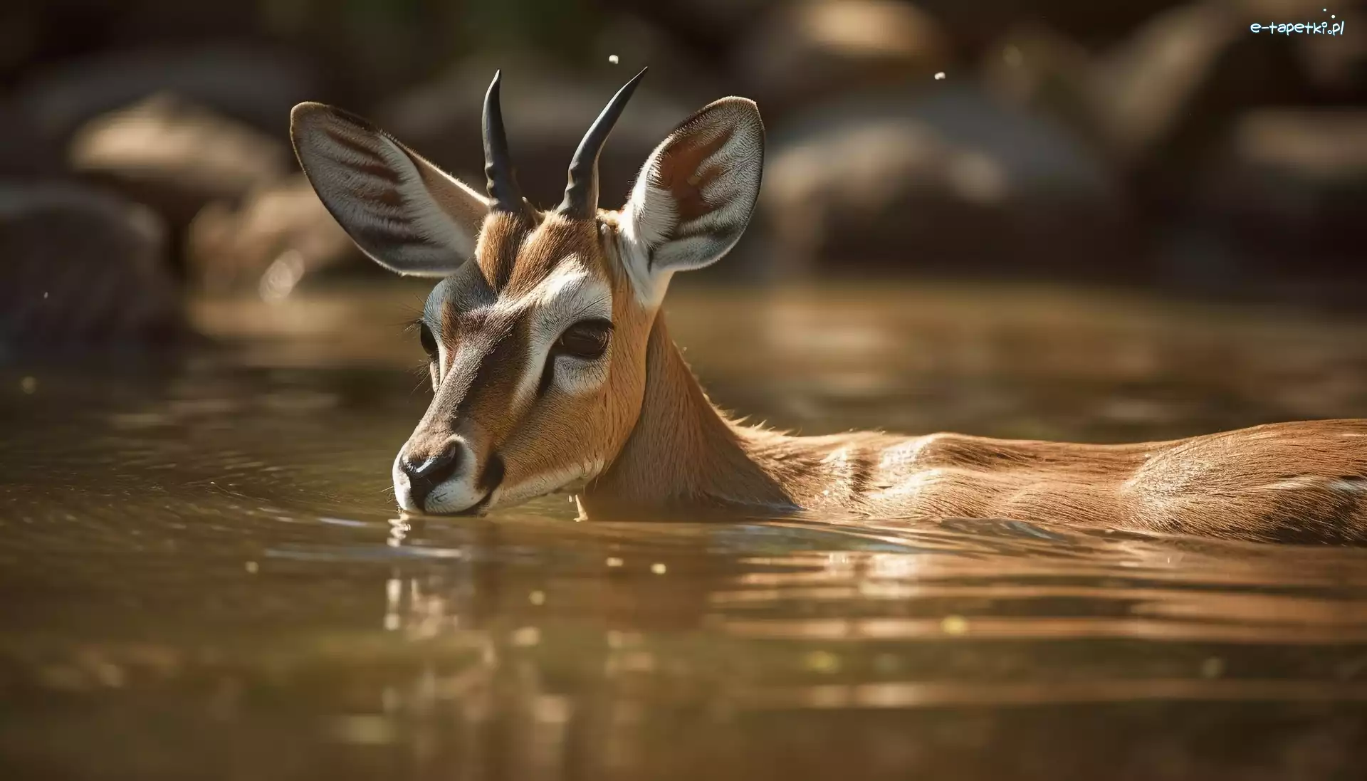 Impala, Grafika AI, Woda, Antylopa