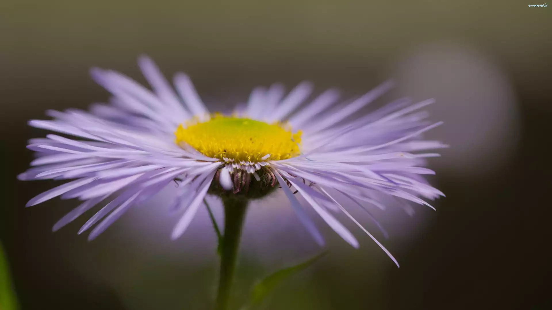 Fioletowy, Makro, Aster, Kwiat