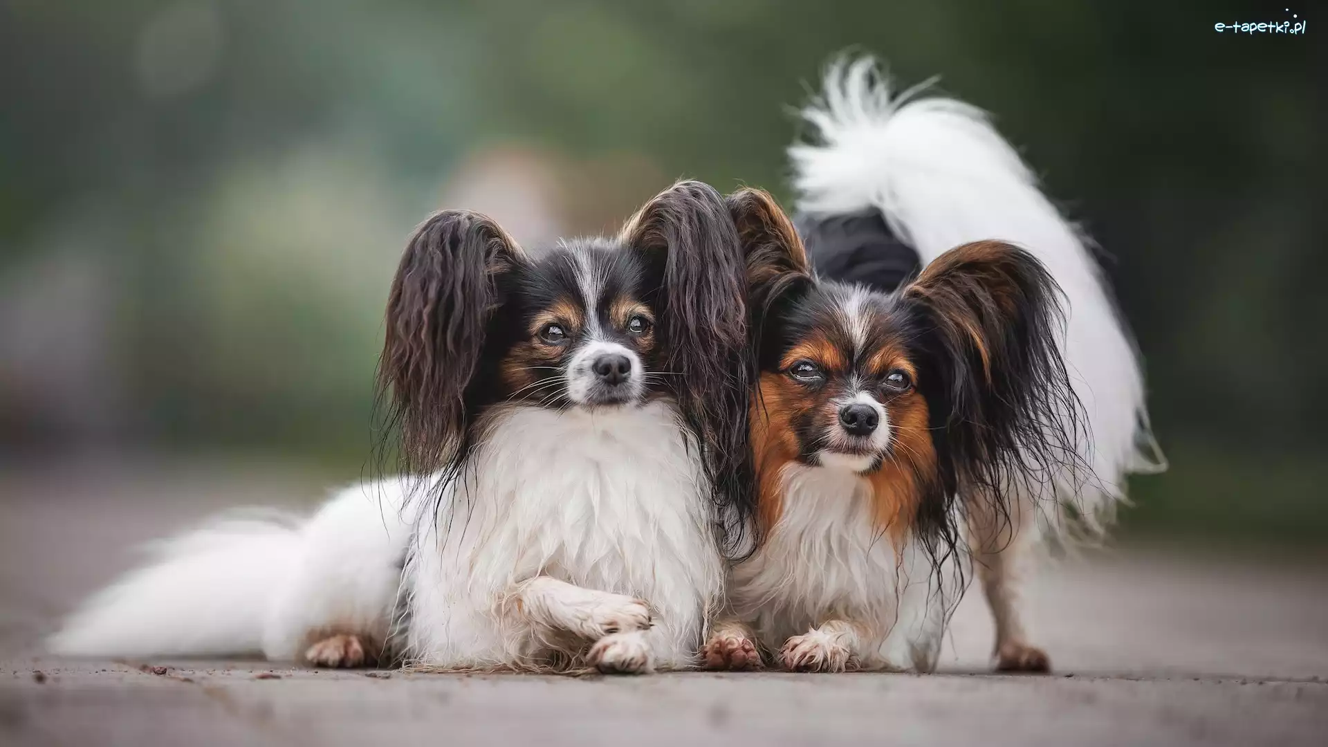 Spaniele kontynentalne miniaturowe Papillon, Psy, Dwa