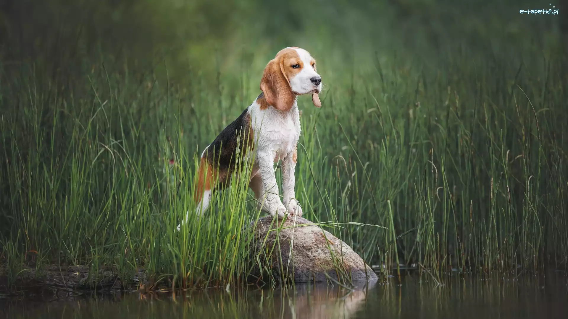 Pies, Woda, Beagle, Kamień, Trawa