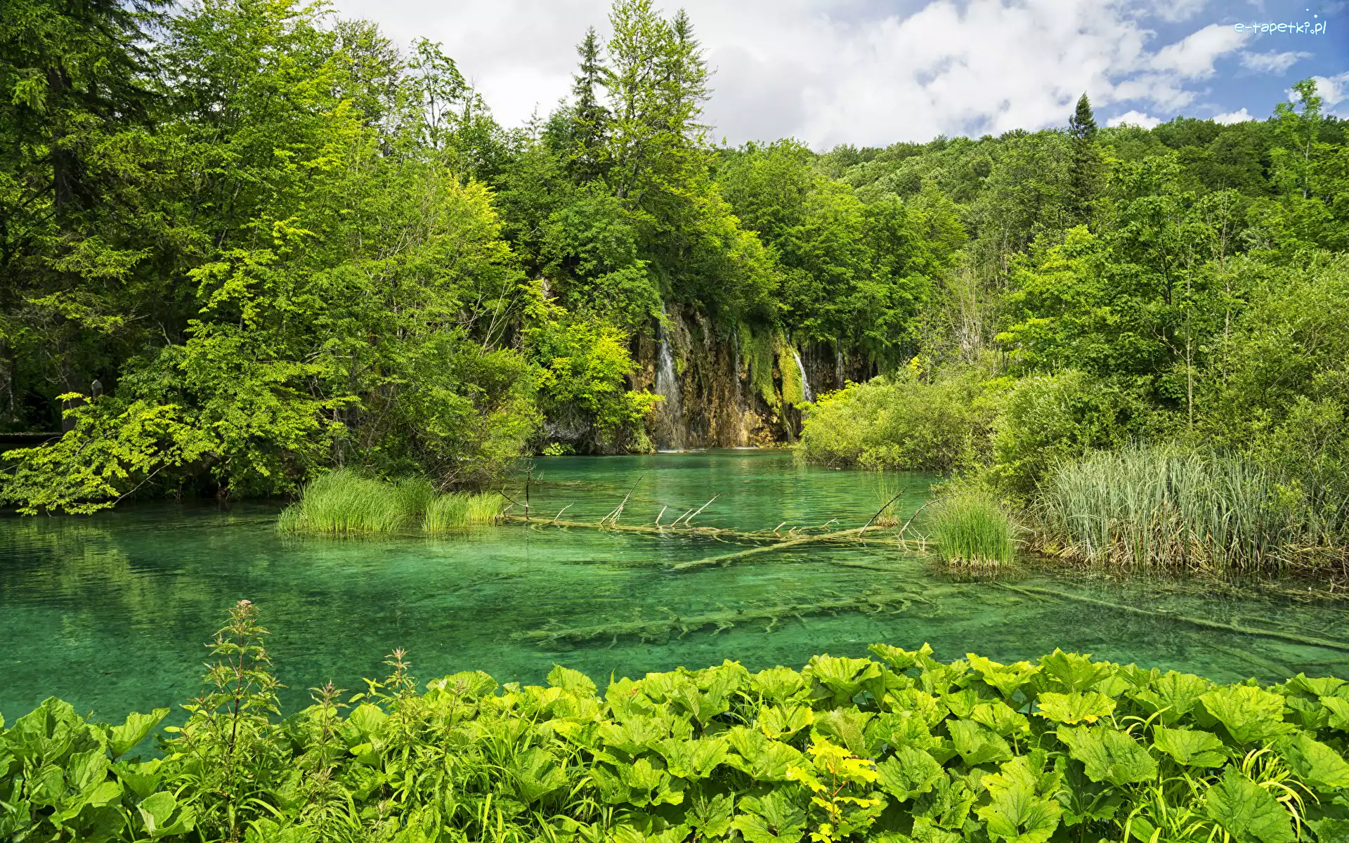 Rośliny, Drzewa, Zielone, Chorwacja, Jezioro, Park Narodowy Jezior Plitwickich