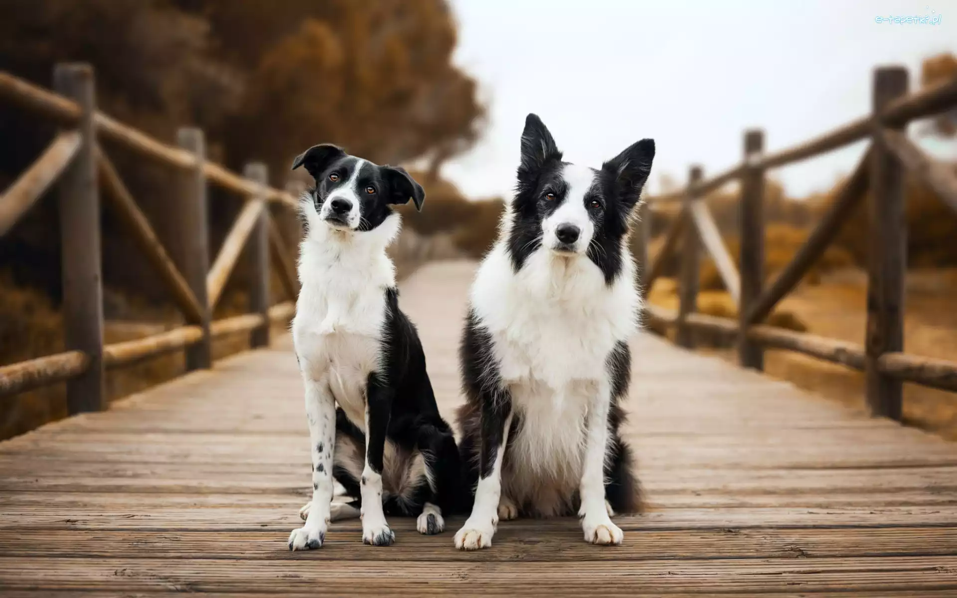 Most, Biało-czarne, Border collie, Psy, Dwa, Długowłosy, Krótkowłosy