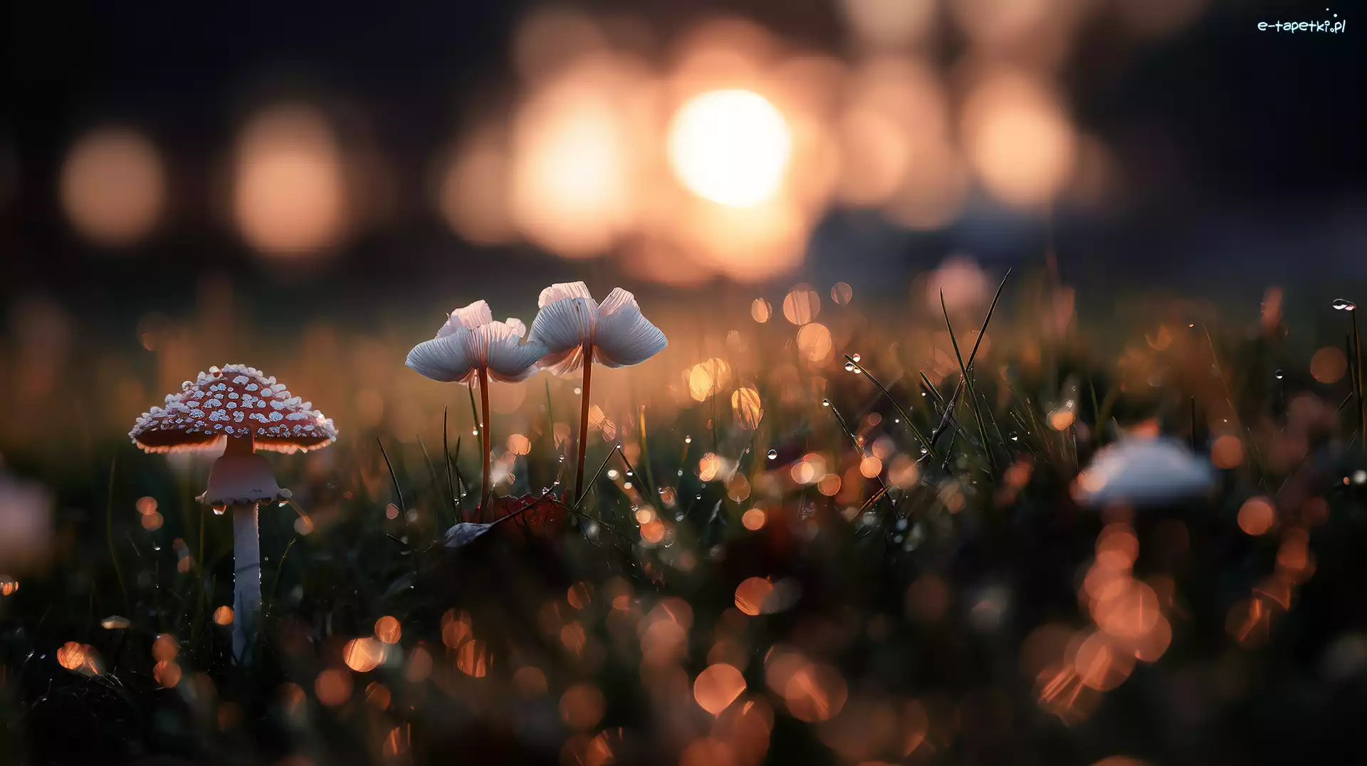 Grzyby, Bokeh, Muchomor, Grafika AI, Trawa
