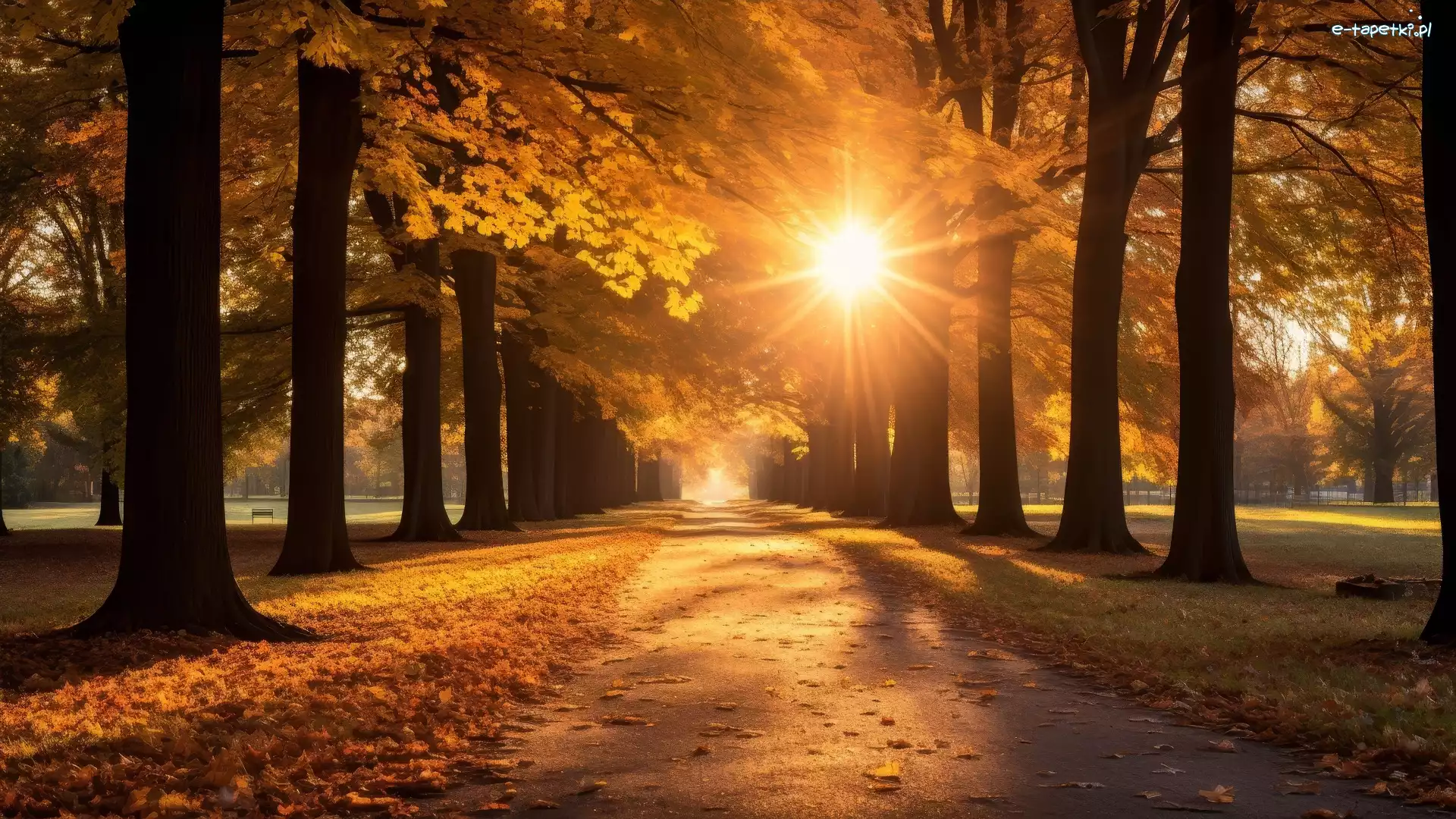 Jesień, Park, Drzewa, Aleja, Promienie słońca