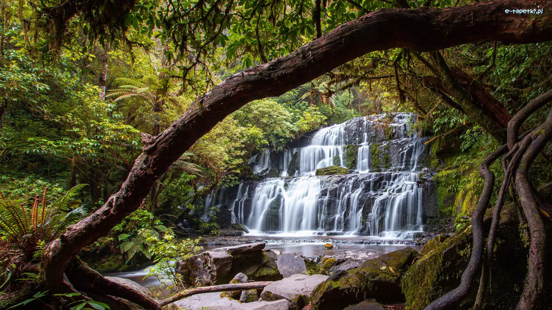 Nowa Zelandia, Wodospad, Kamienie, Drzewa, Las, Purakaunui Falls, Mech
