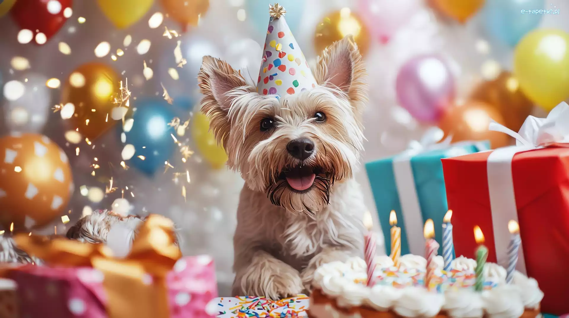 Balony, Yorkshire terrier, Urodziny, Prezenty, Czapeczka, Tort, Świeczki, Pies