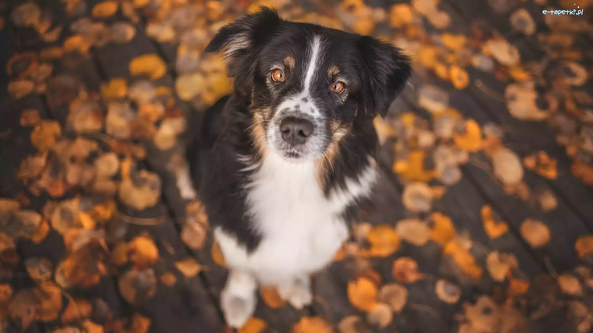 Liście, Border collie, Pies