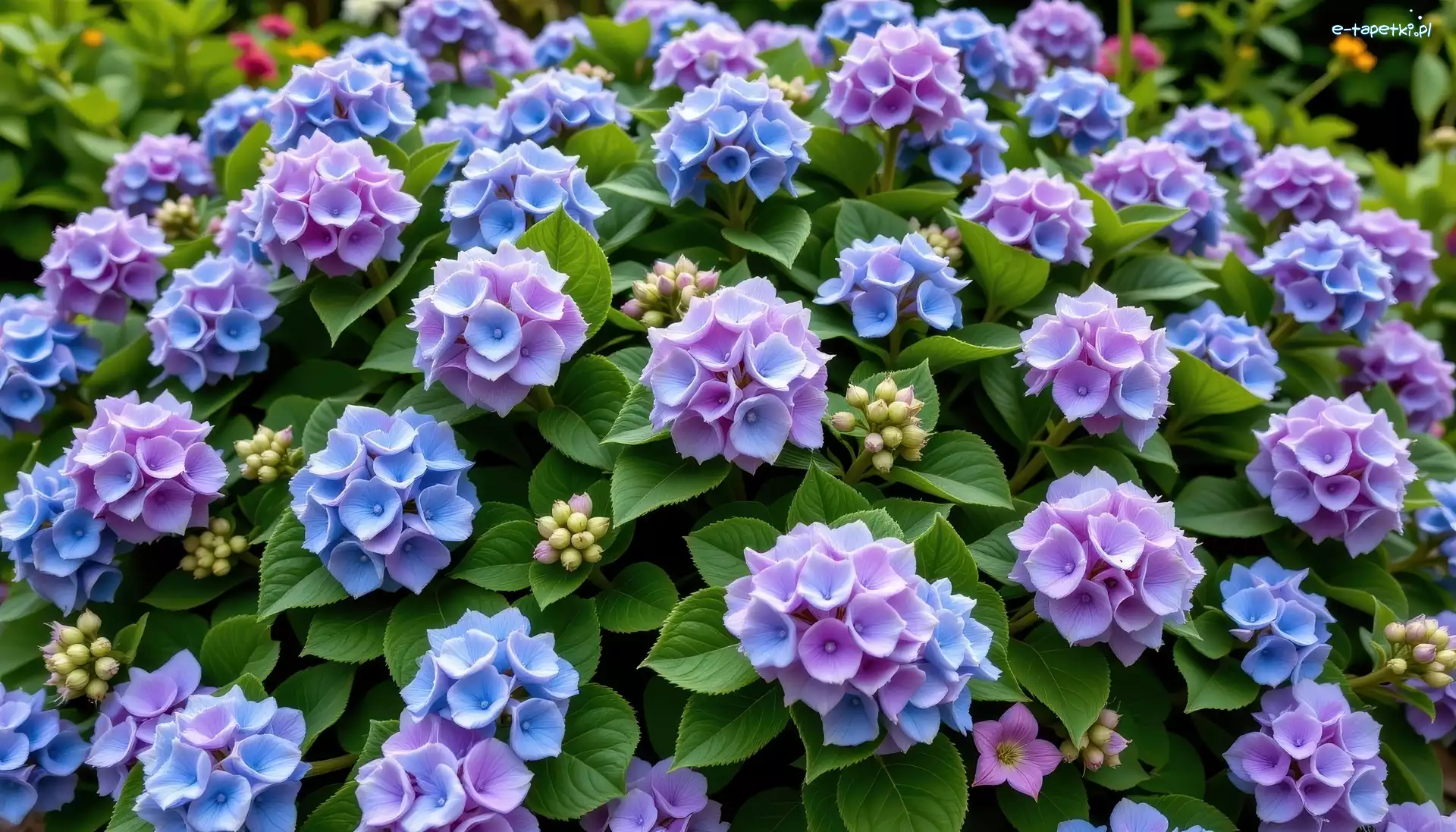 Hortensja, Niebiesko-fioletowa
