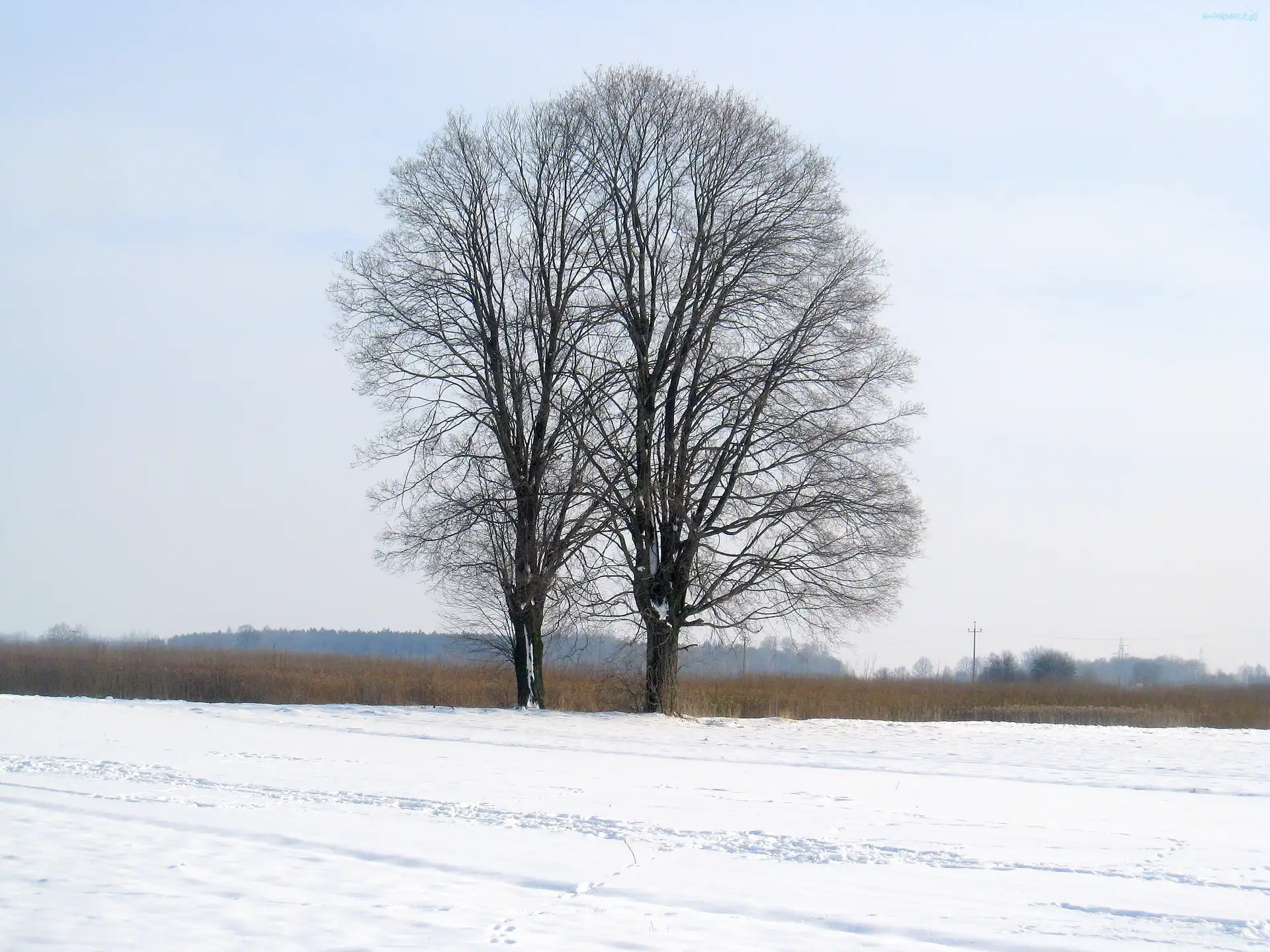 Drzewo, Zima