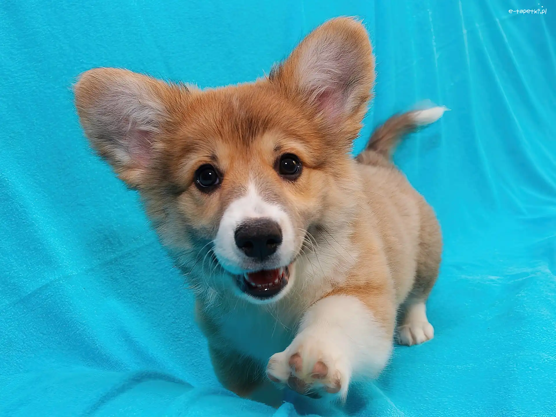 Welsh corgi pembroke, piesek, mały