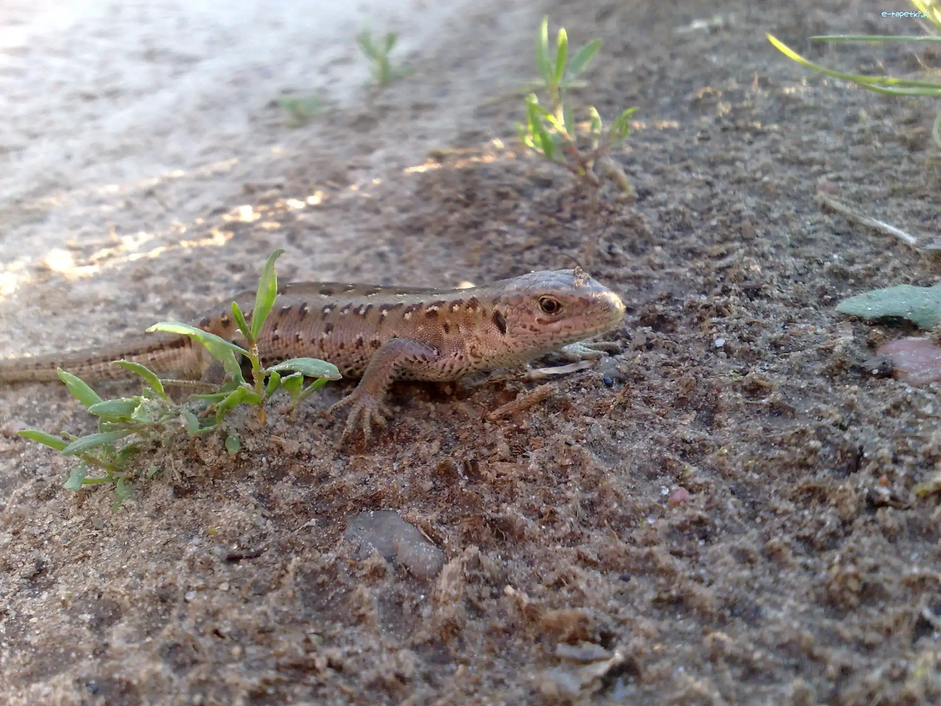 Jaszczurka, Zwierzęta Lądowe