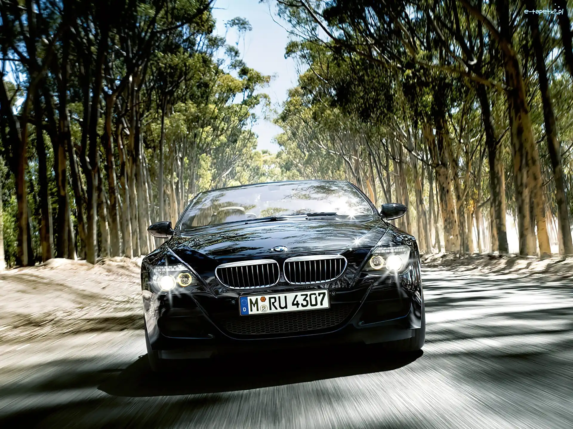 Przód, Droga, Las, BMW Seria 6
