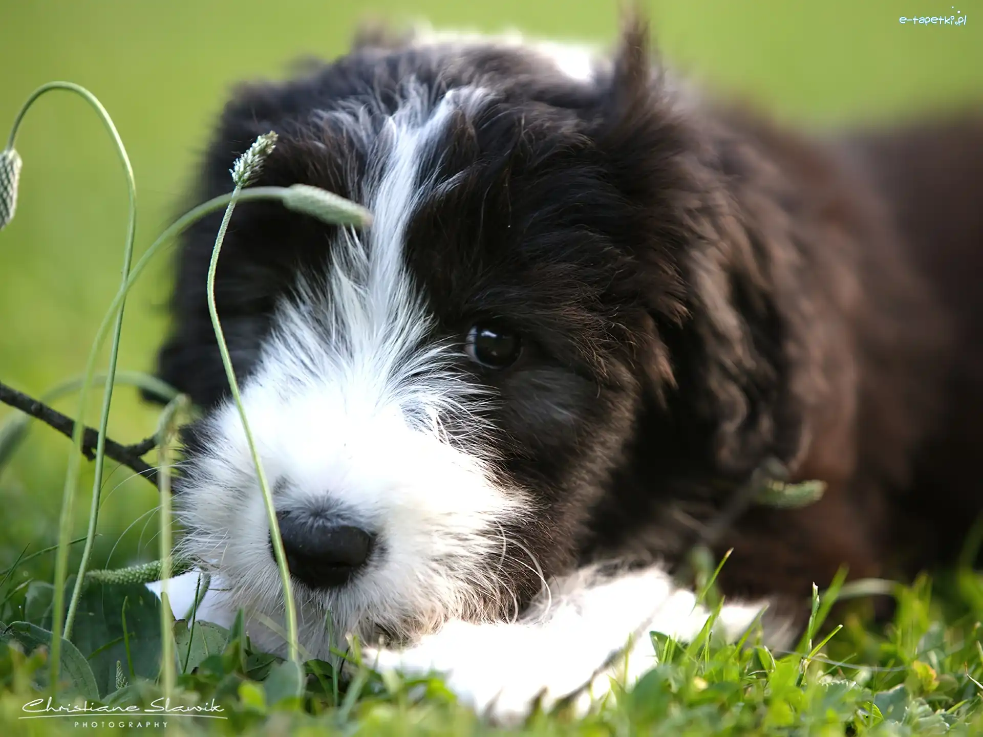 Szczeniak, Bearded collie