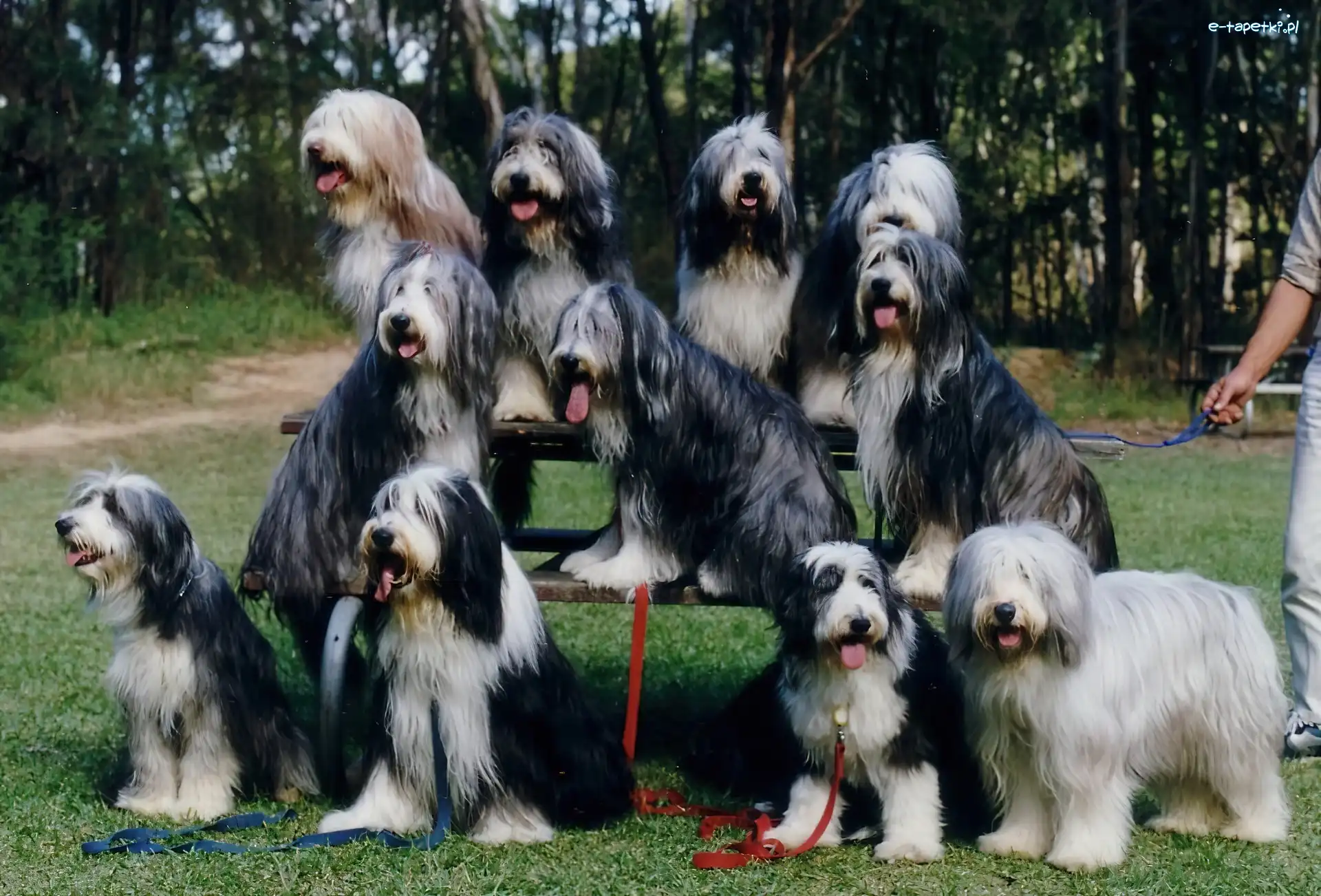 Bearded collie, jedenaście