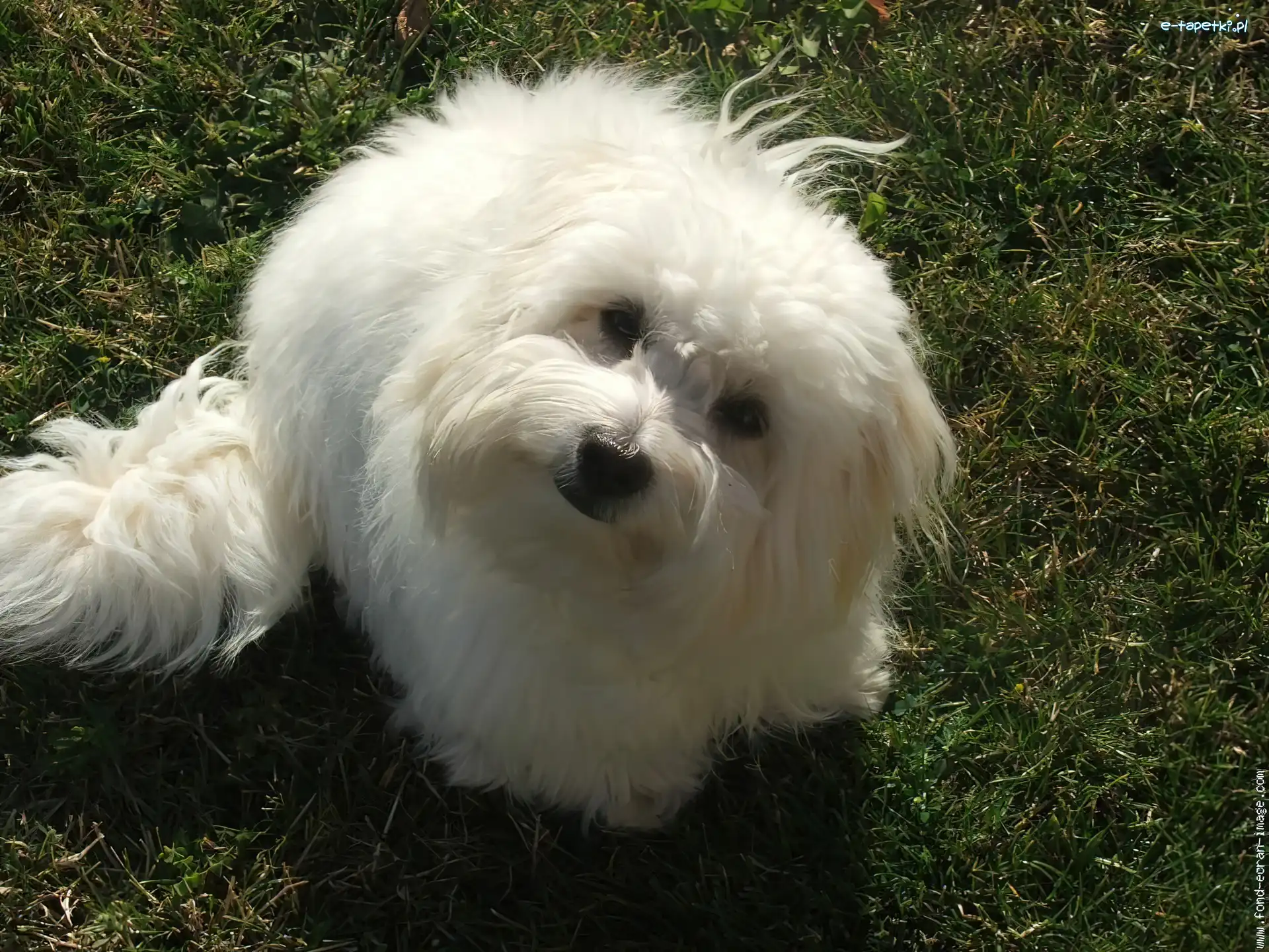 Coton de Tulear, Słodki
