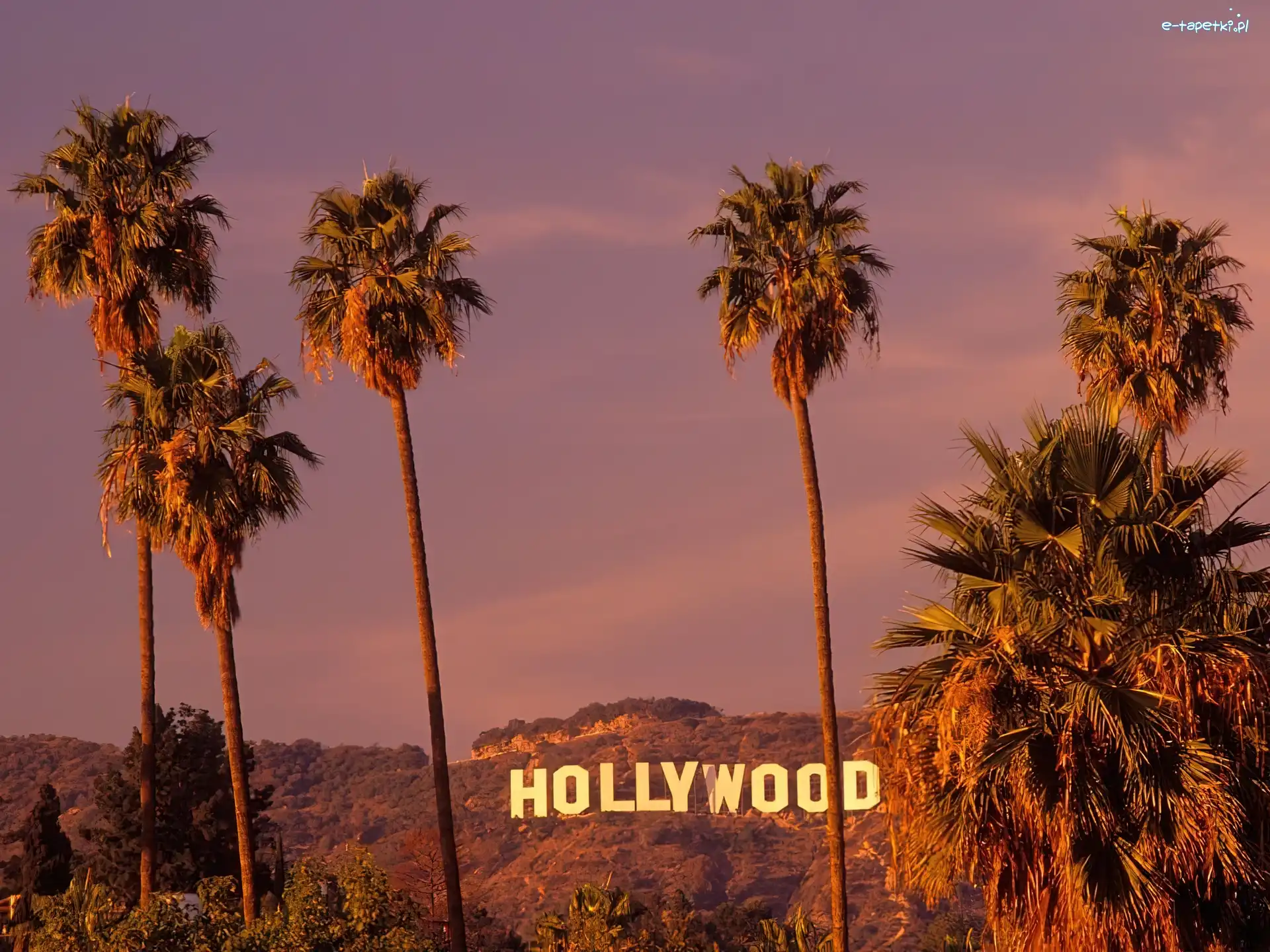 Palmy, Hollywood, Kalifornia