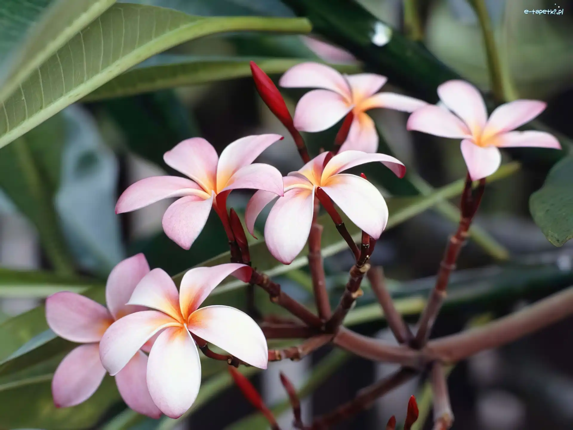 Plumeria, Kwiat
