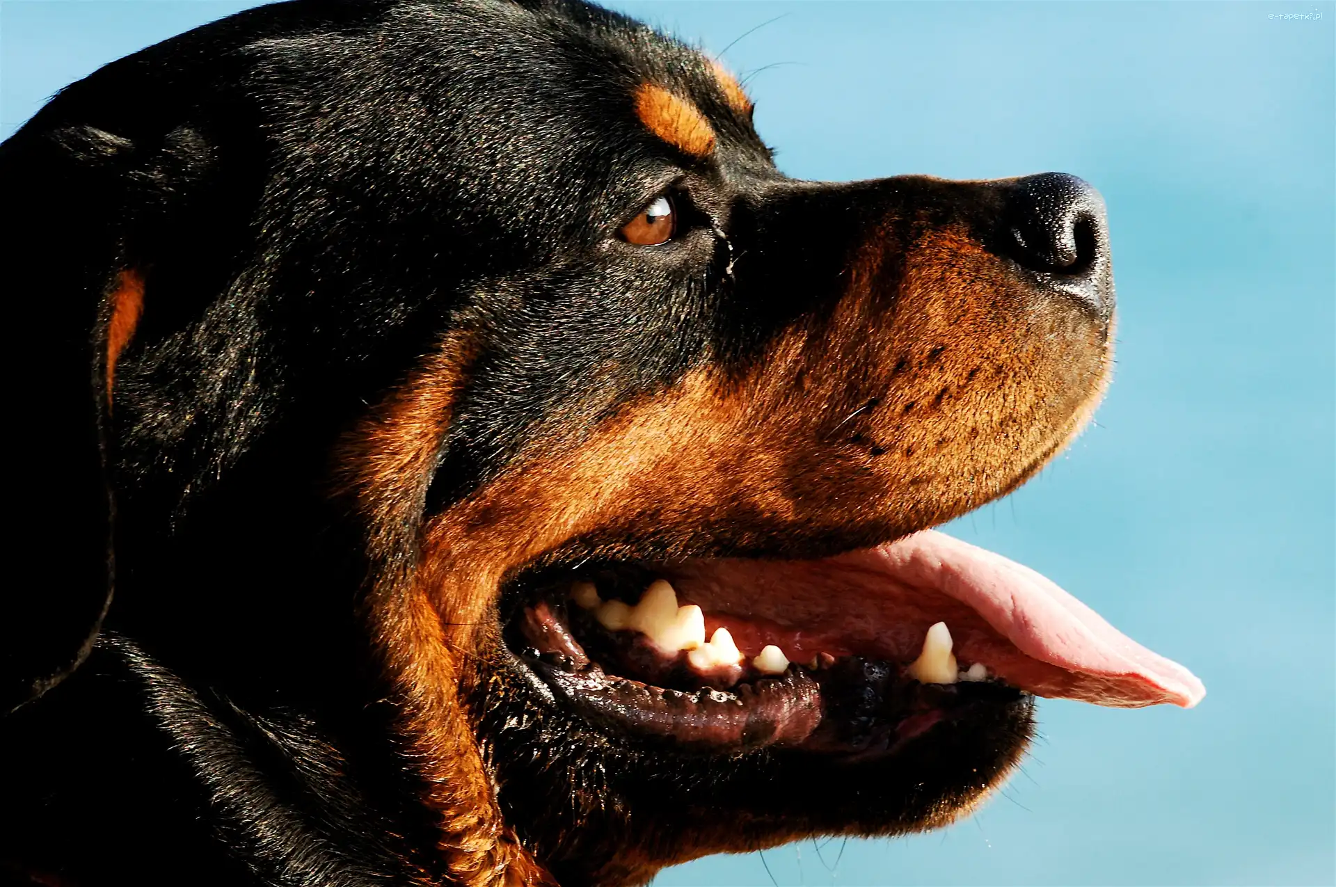Rottweiler, Morda