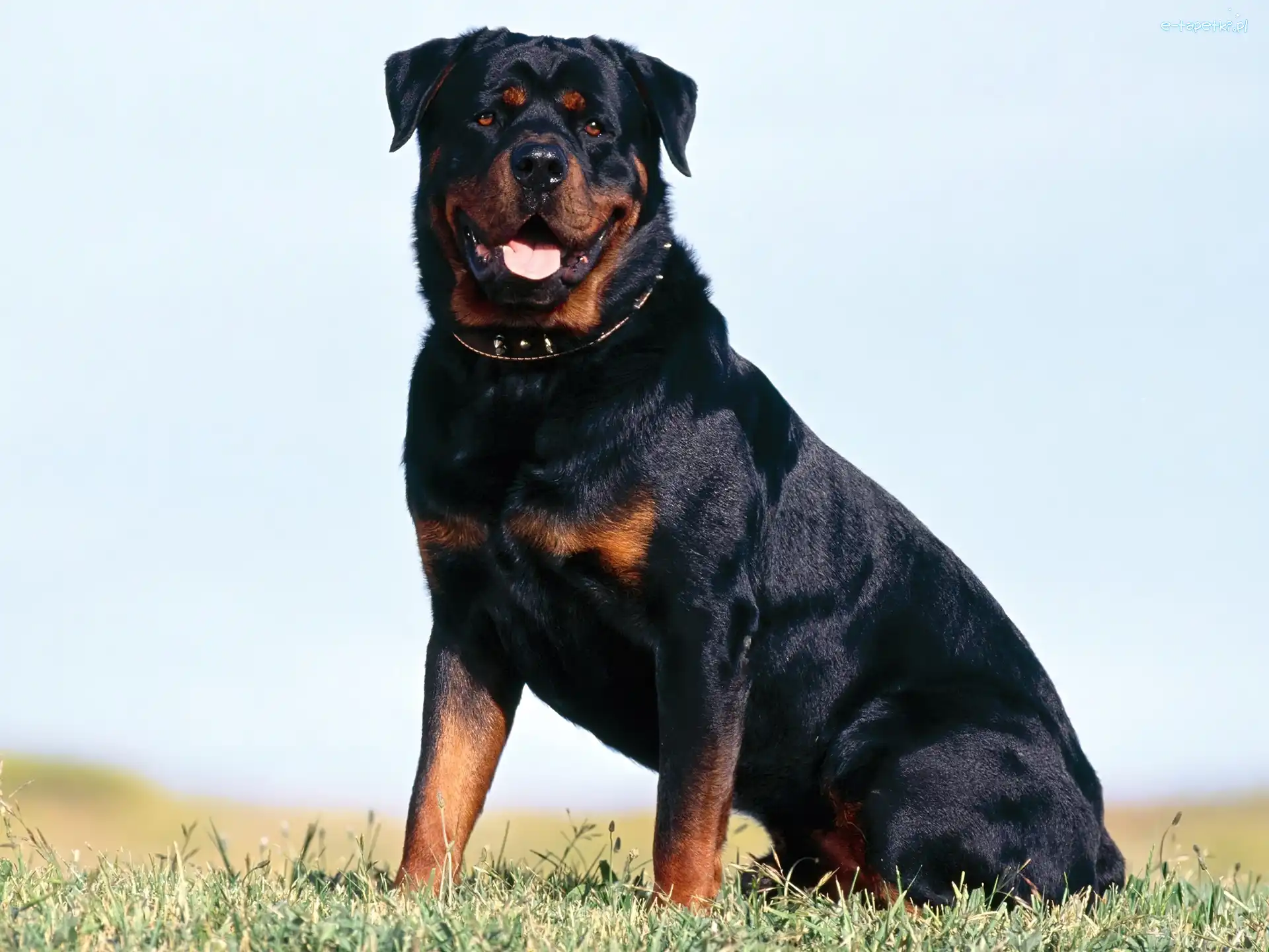 Rottweiler, Dorosły