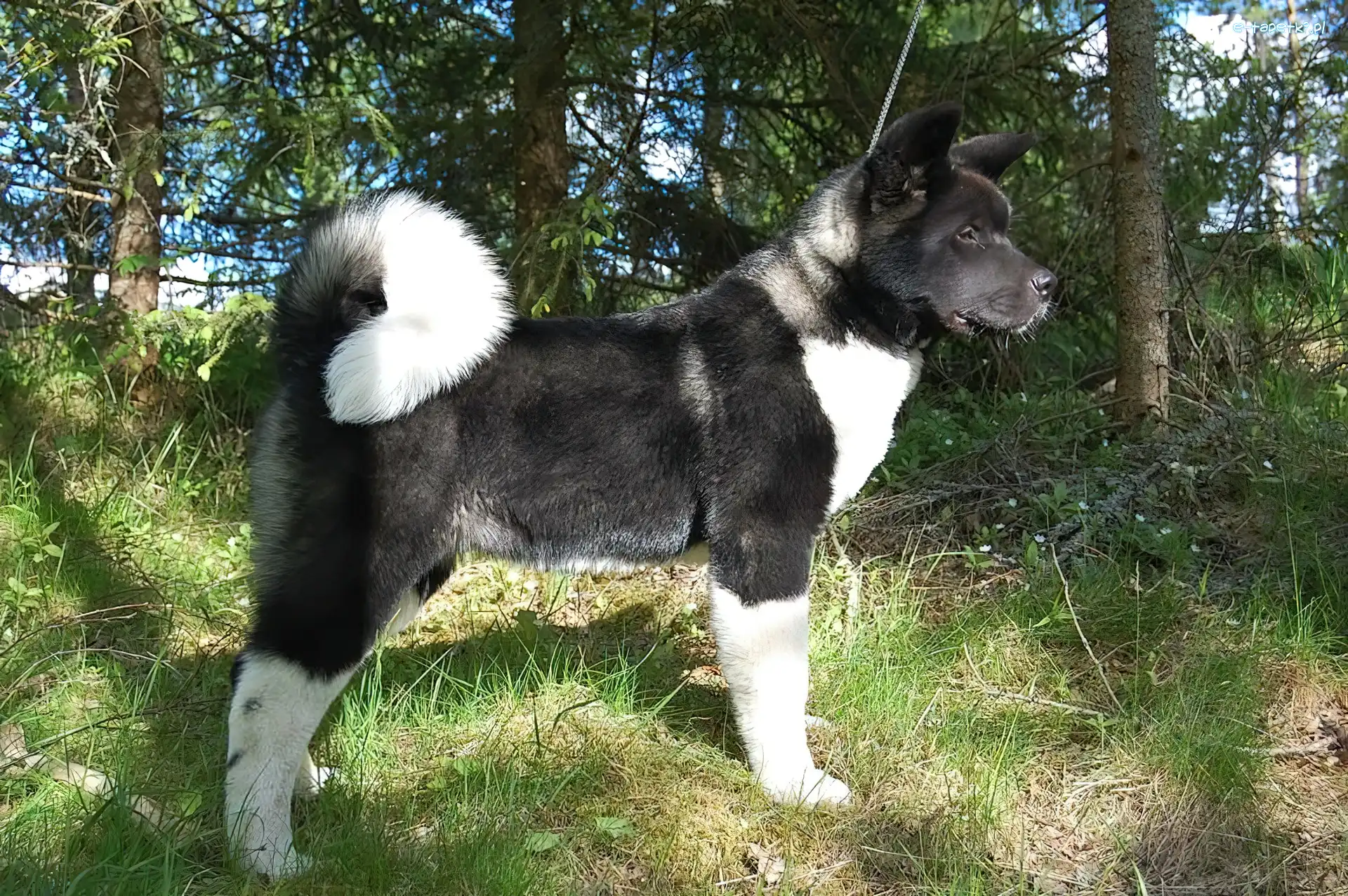 Akita amerykańska, czarno-biała