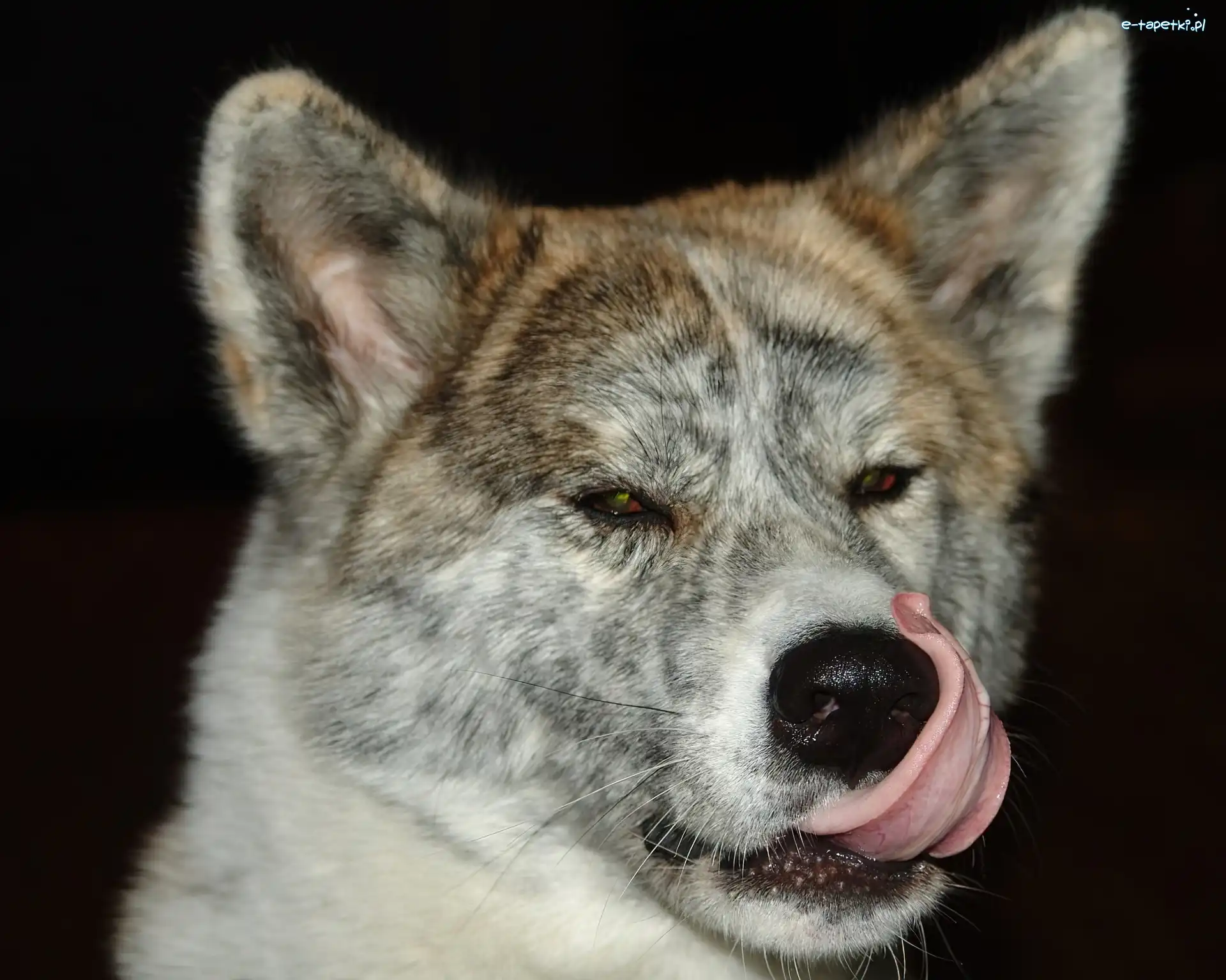 głowa, Akita