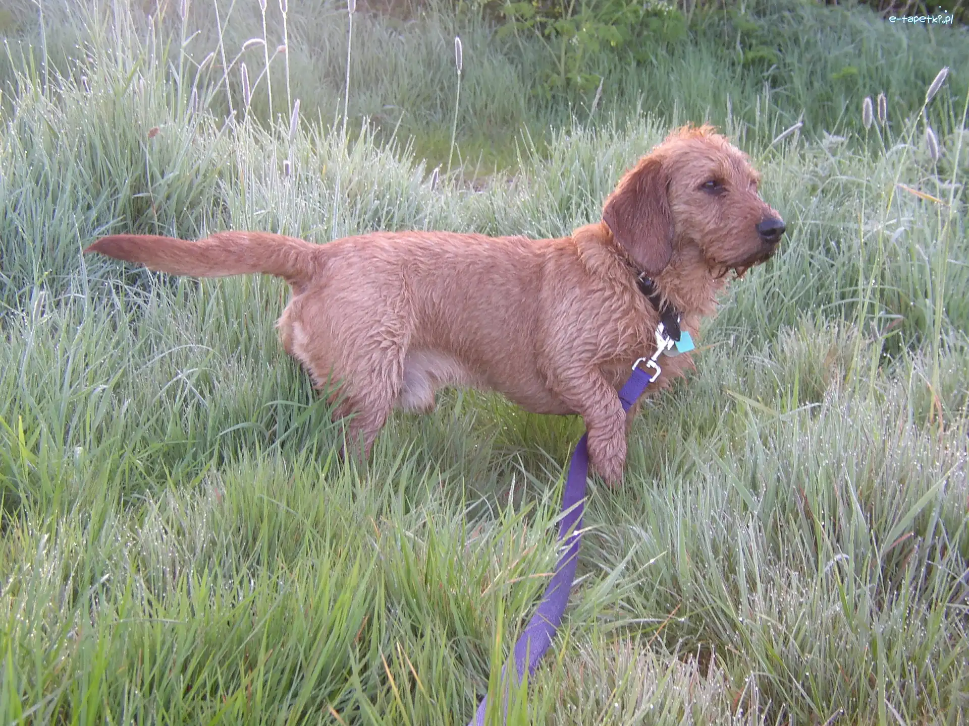 smycz, Basset Fauve de Bretagne