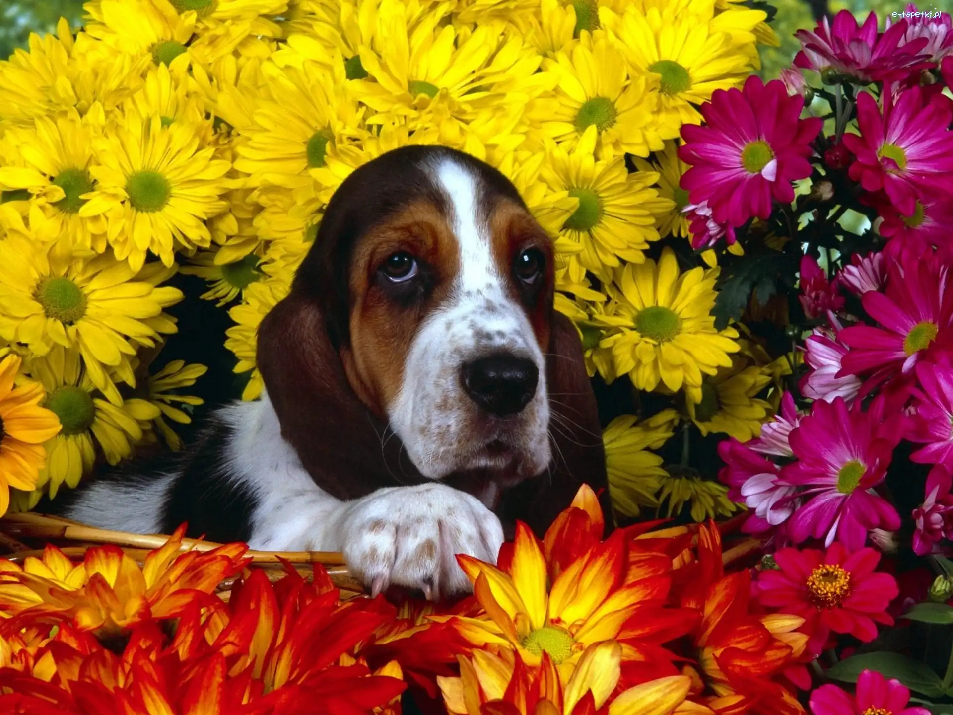 kwiatki, Basset Hound