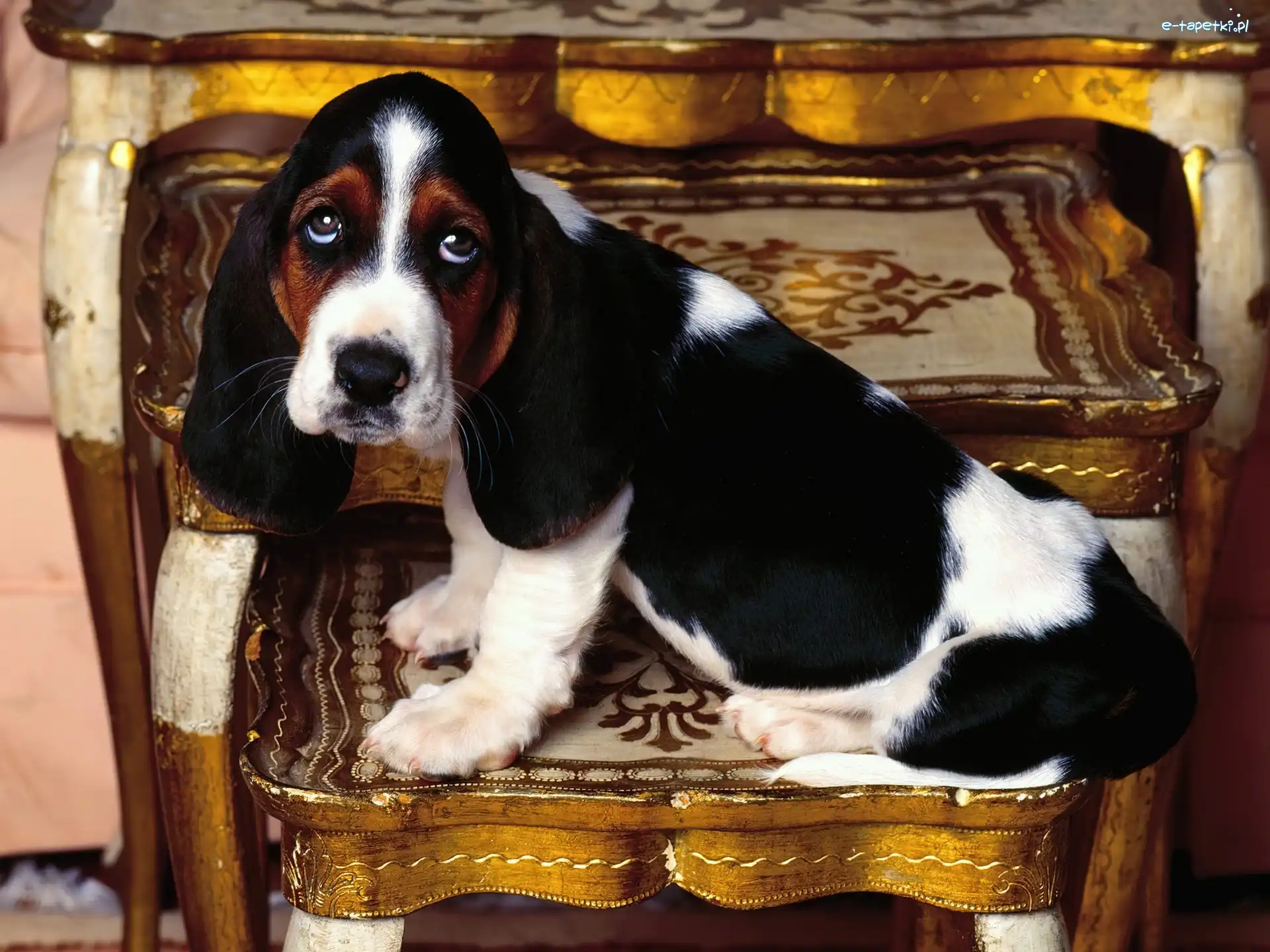 oczy, antyk, Basset Hound, smutne