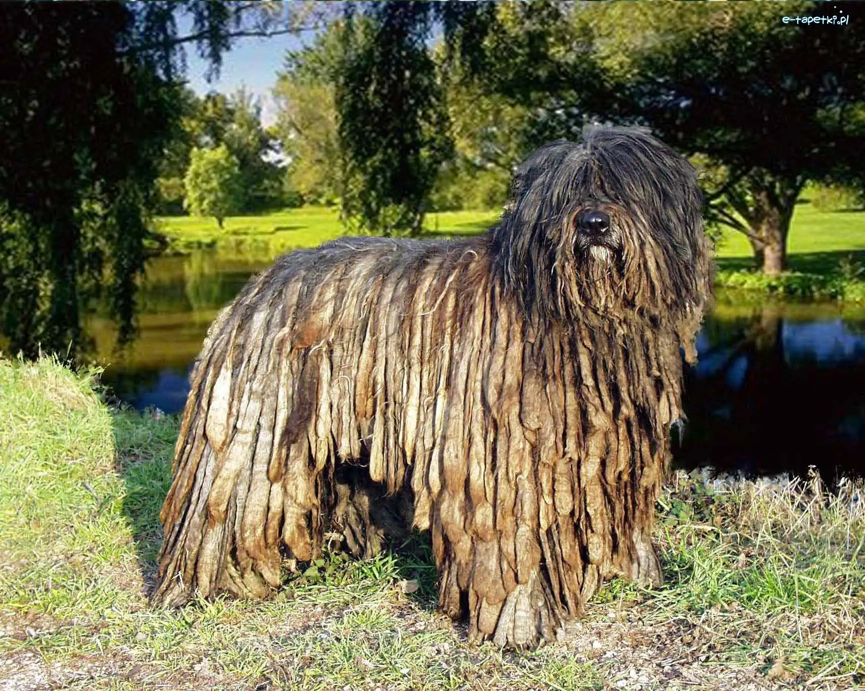 park, Bergamasco