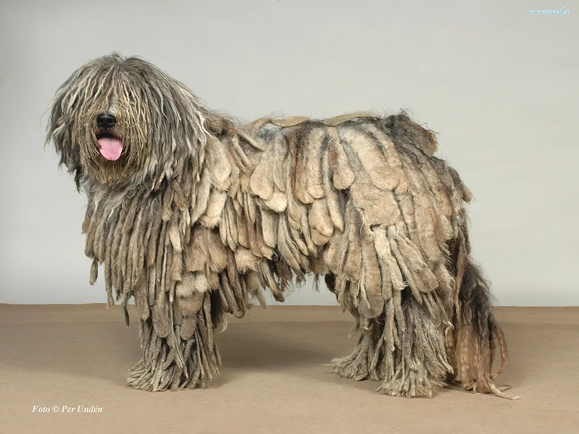 Bergamasco, pasterski