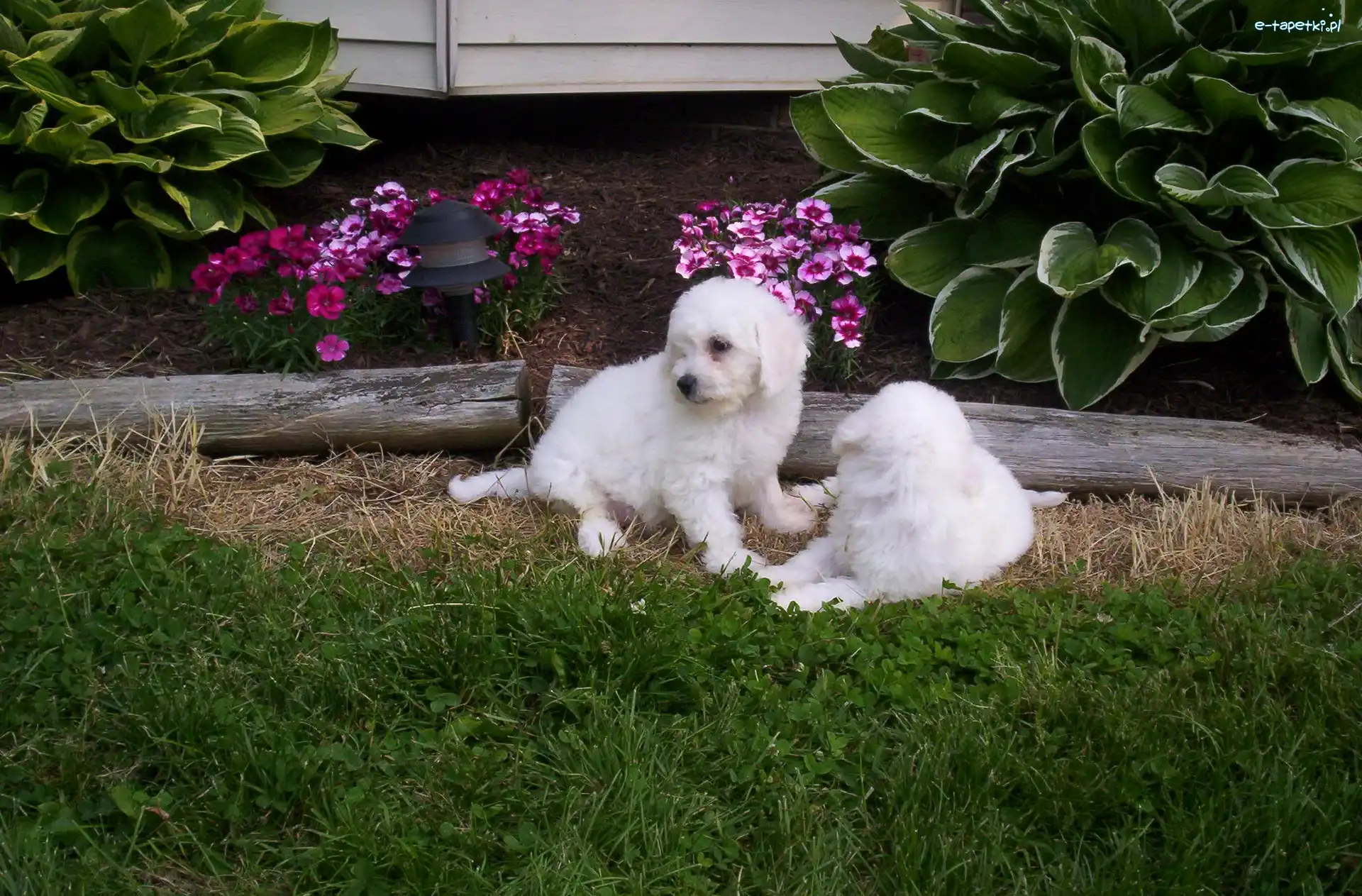 białe, ogród, Bichon frise, dwa