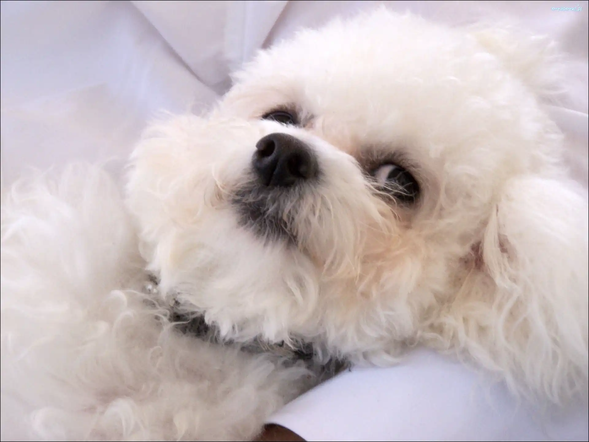 Bichon frise, mordka