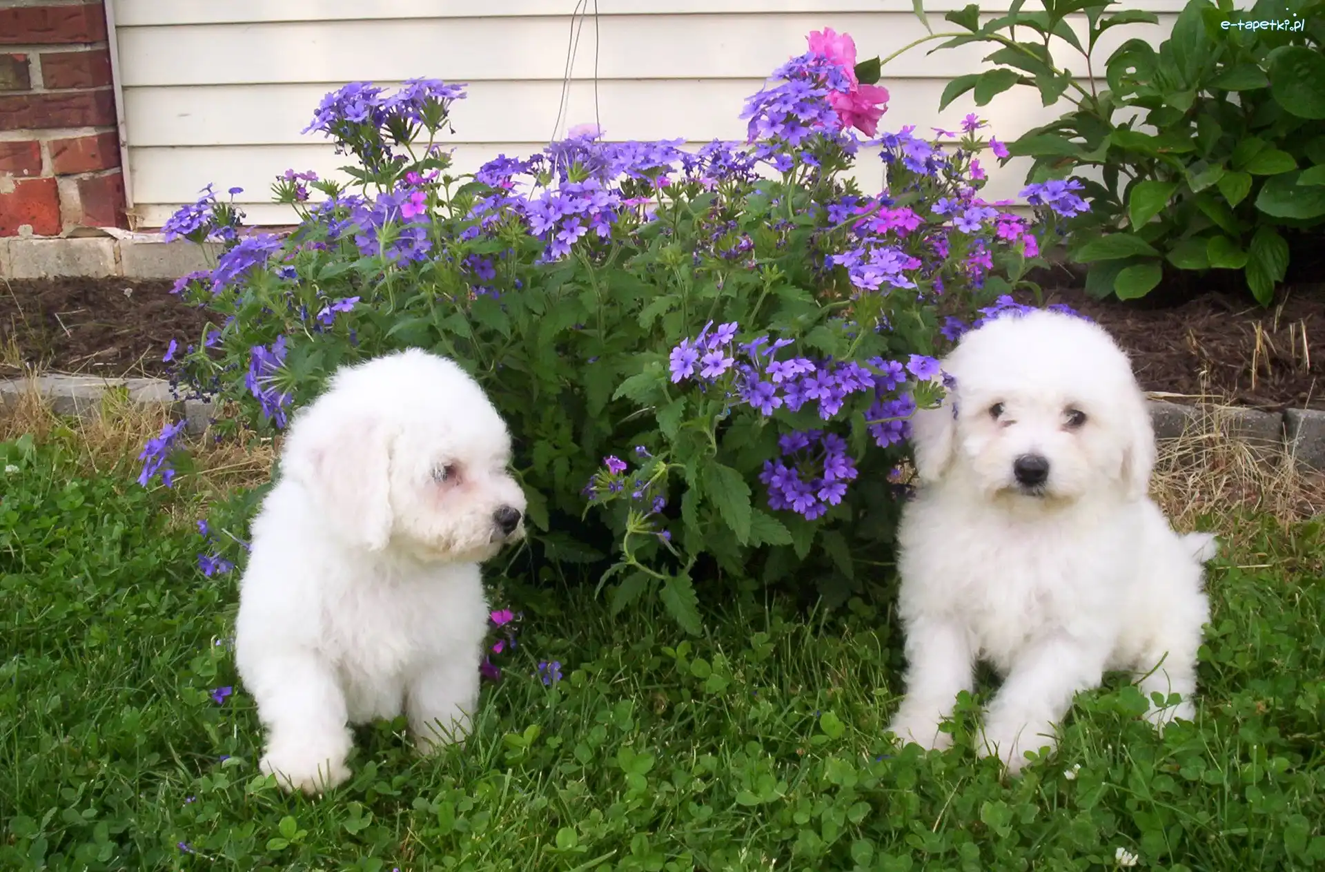 Bichon frise, dwa