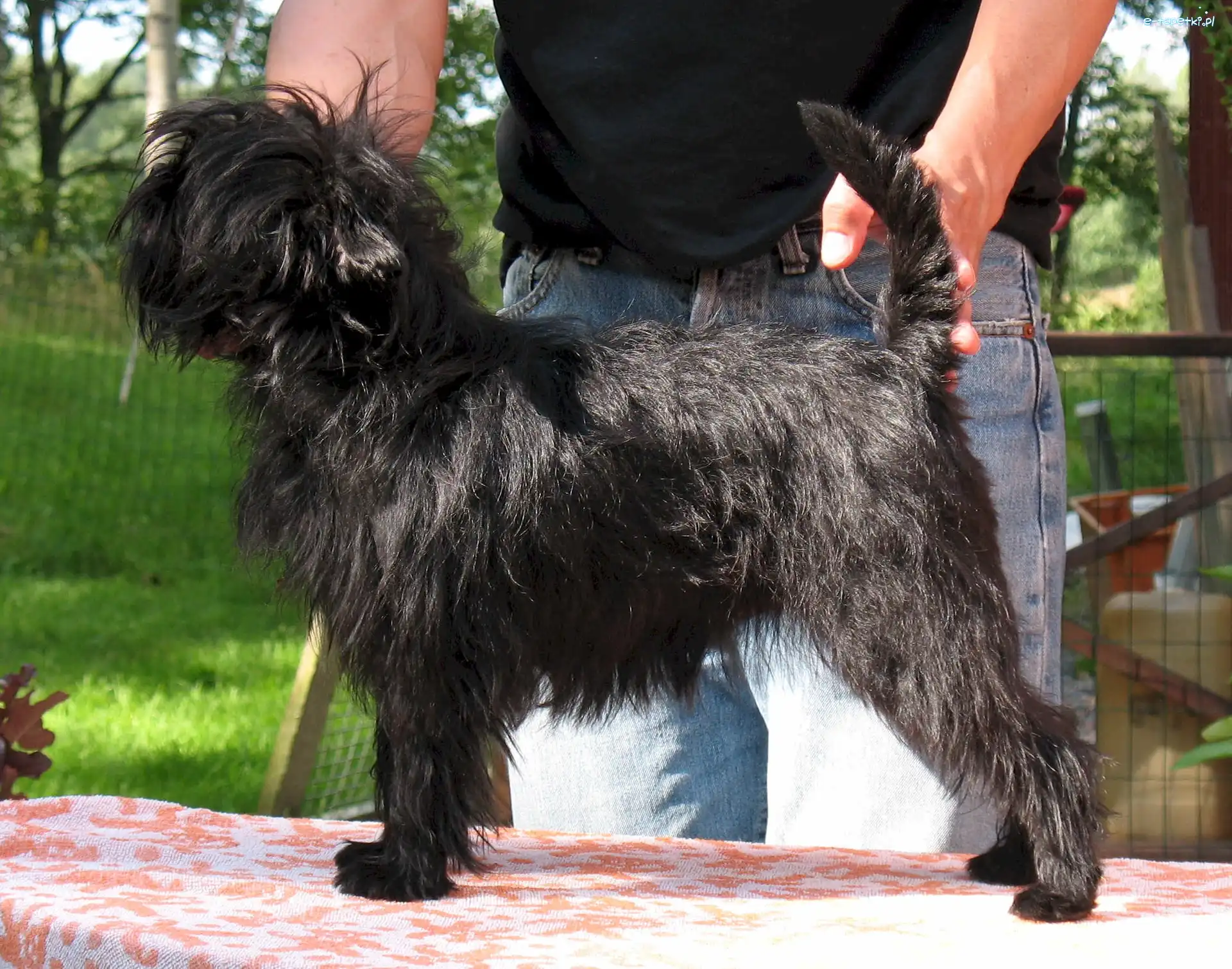 Pinczer małpi, czarny