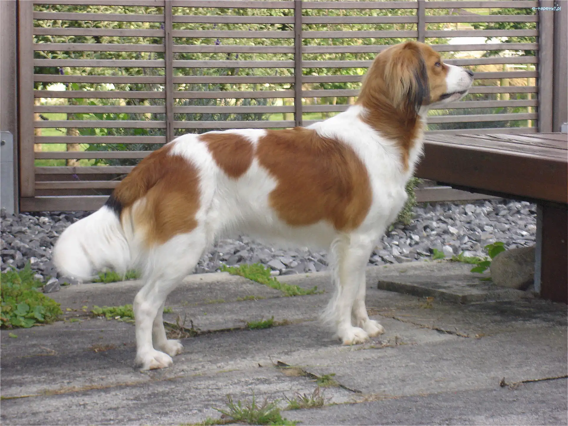 Kooikerhondje, Płochacz holenderski