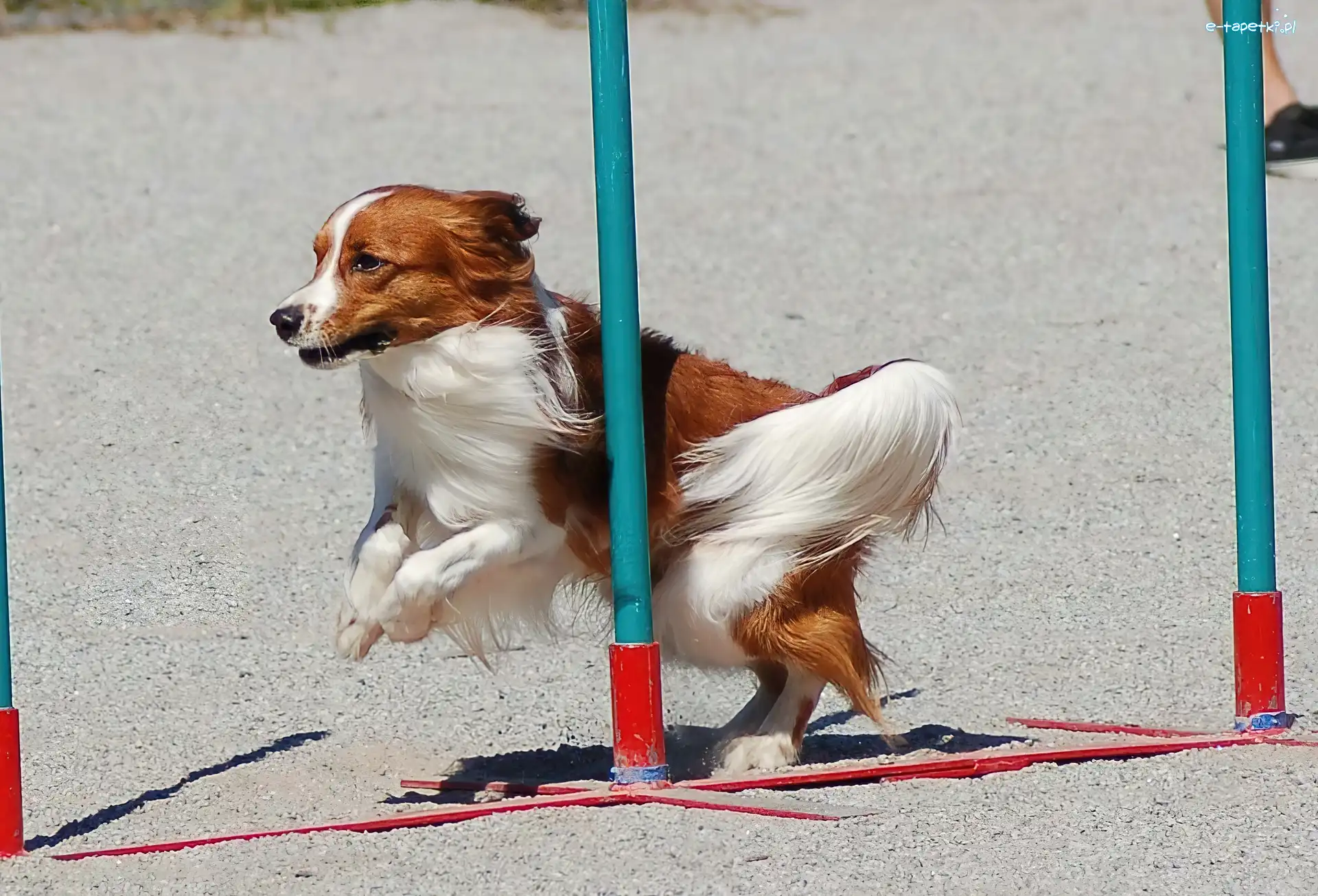 Kooikerhondje, Płochacz holenderski