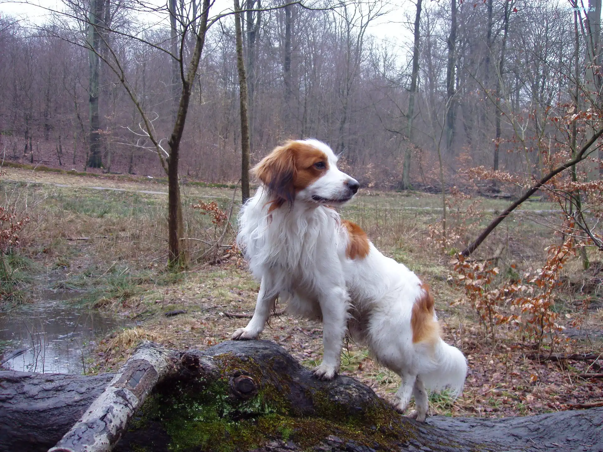 Kooikerhondje, woda, las, Płochacz holenderski