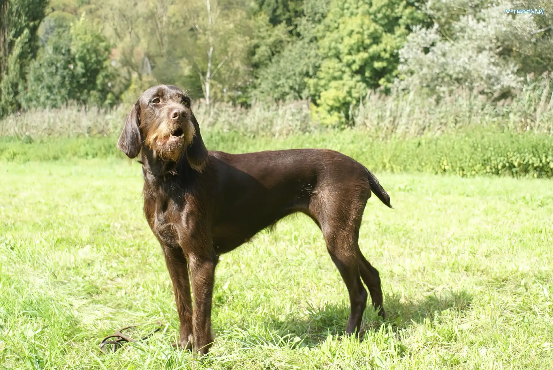 trawa, Pudel Pointer