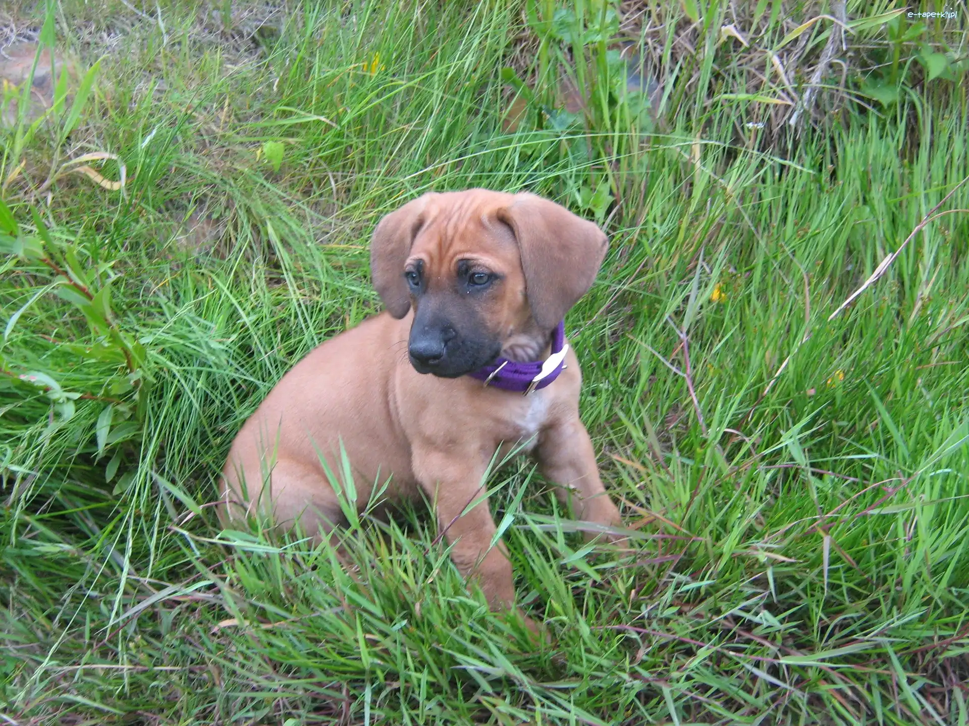 szceniak, trawa, Rhodesian ridgeback, słodki