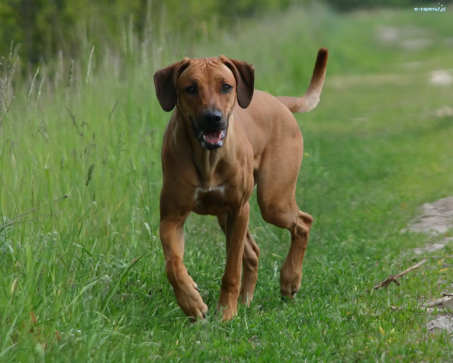 trawa, zielona, Rhodesian ridgeback