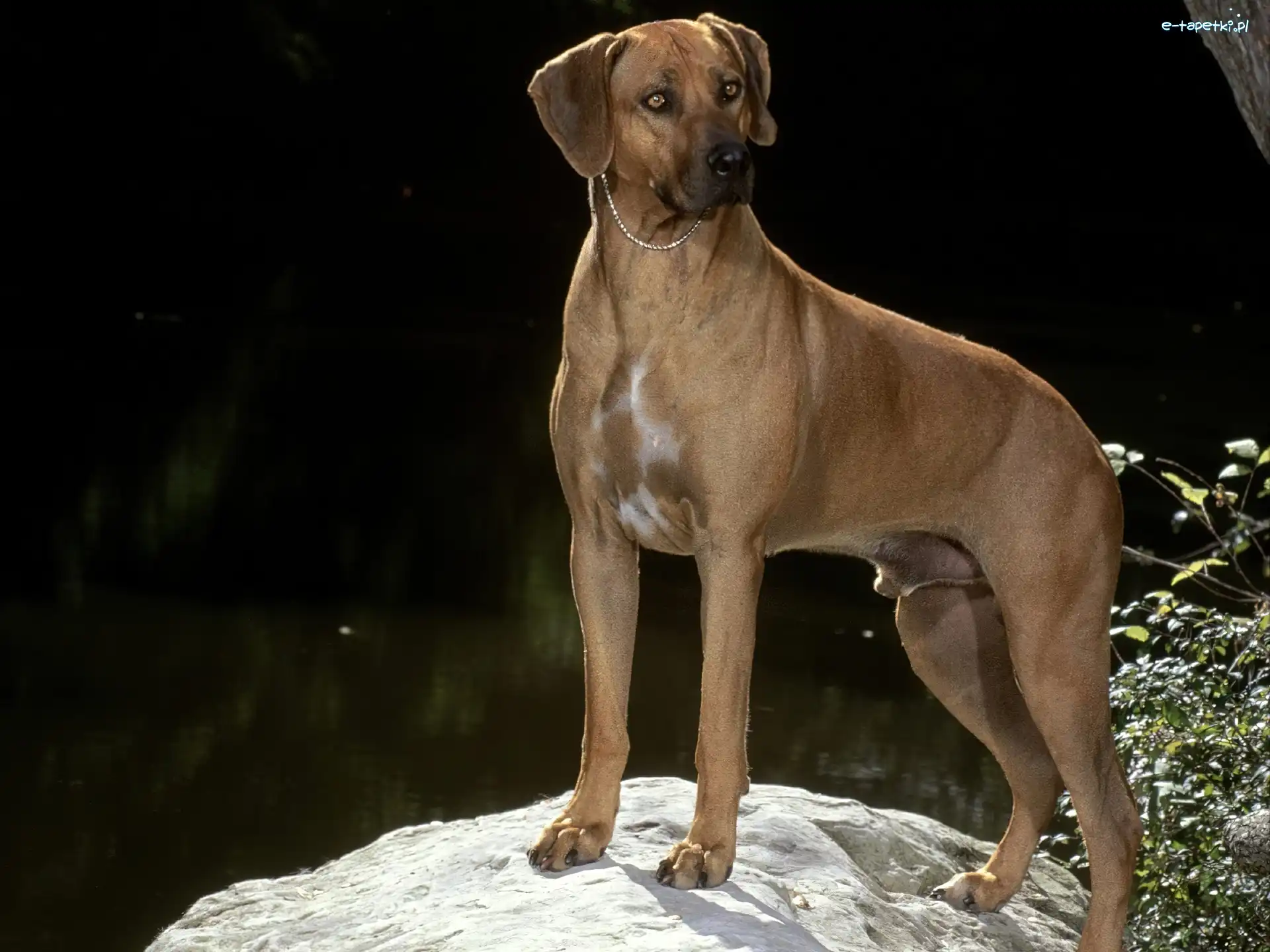 Rhodesian ridgeback, piękny