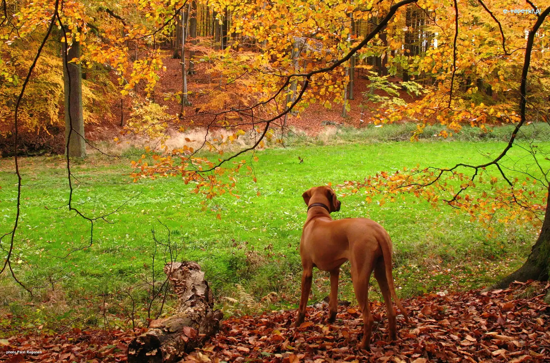 jesień, złota, Rhodesian ridgeback
