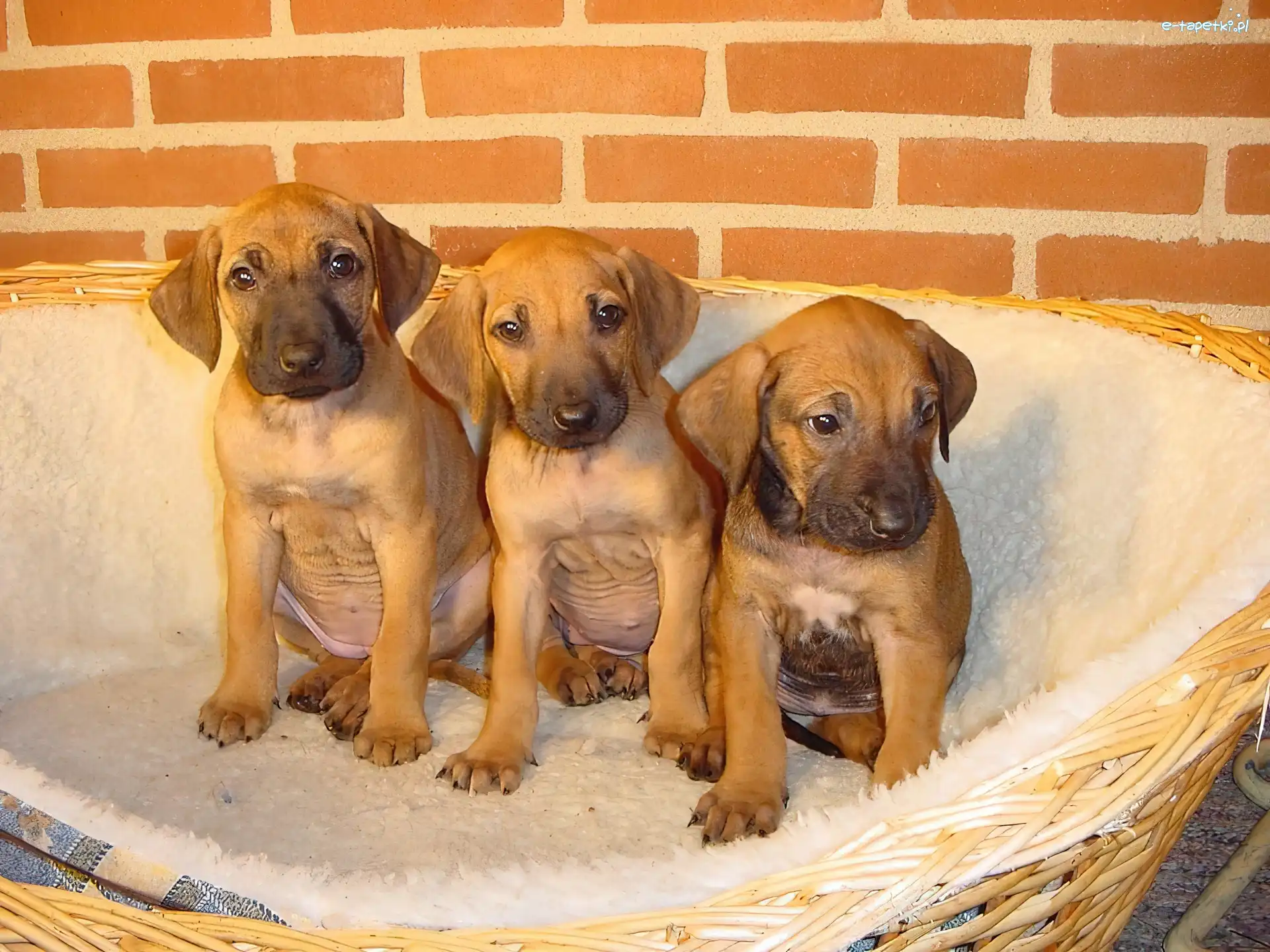 słodkie, Rhodesian ridgeback, szczeniaki, trzy