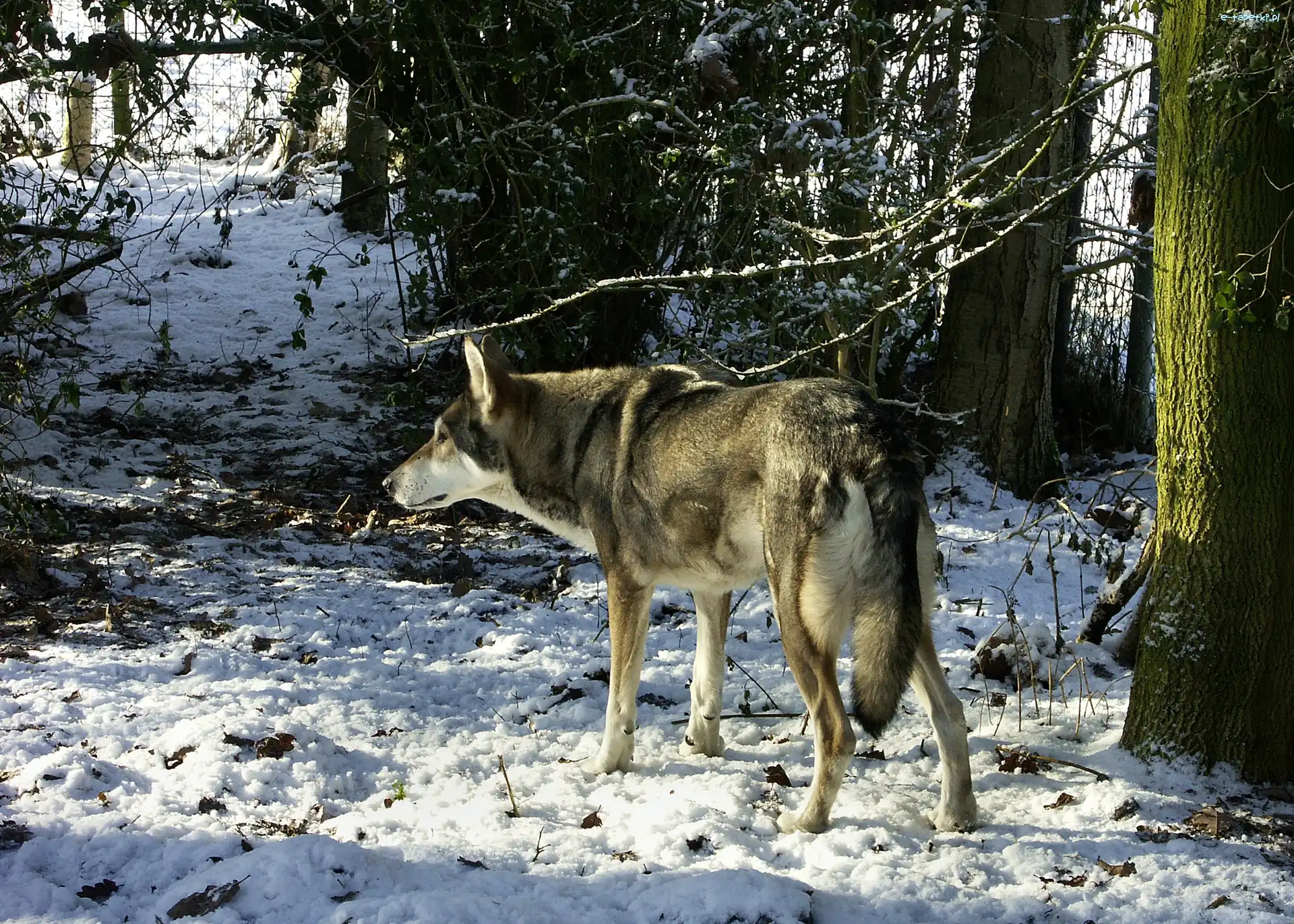 śnieg, las, Saarlooswolfhond