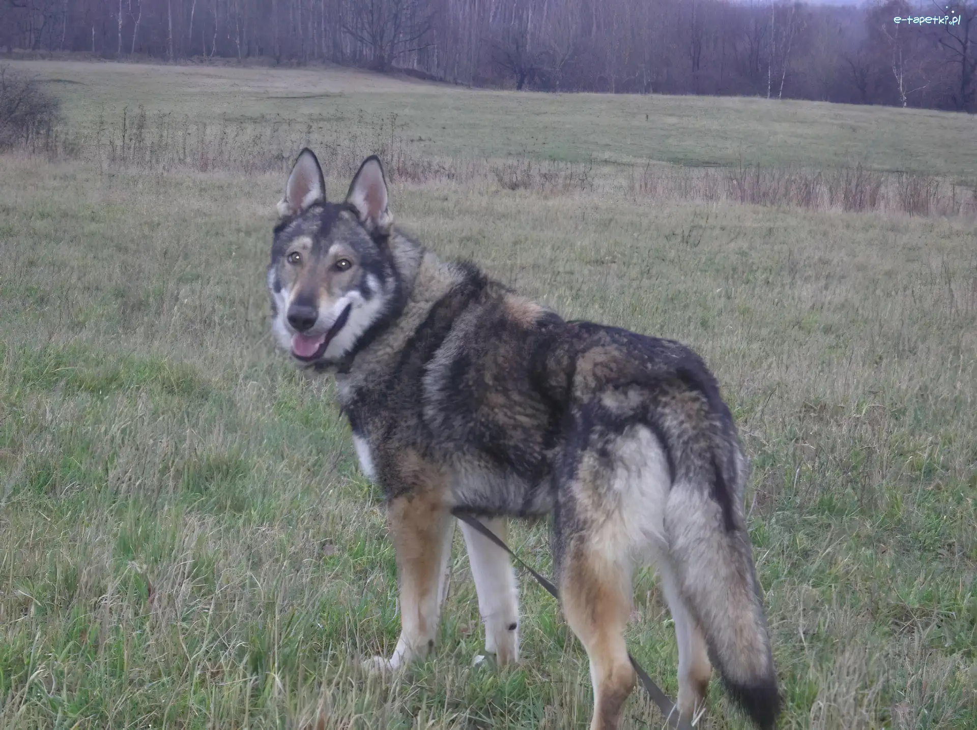 łąka, Saarlooswolfhond
