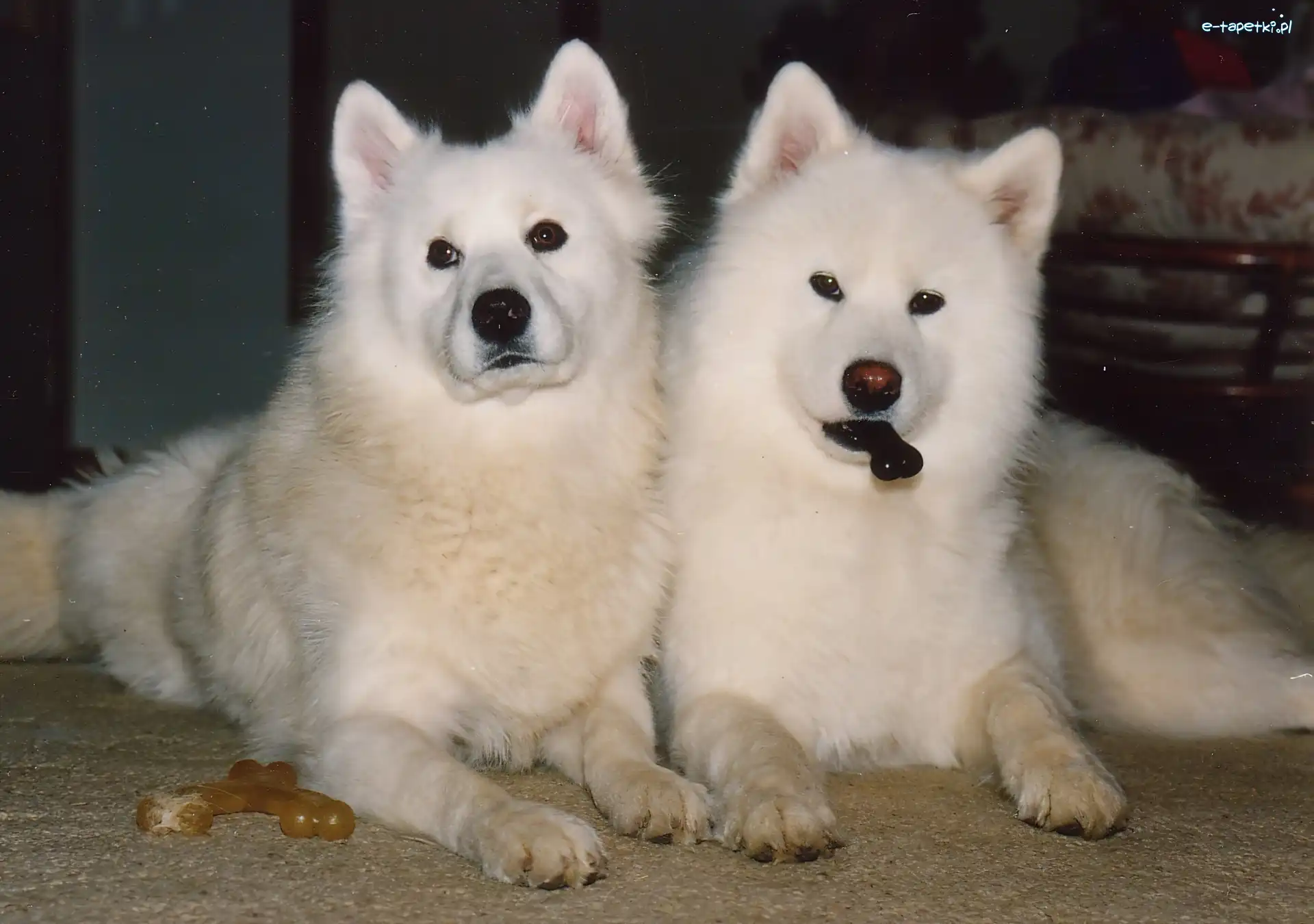 kostki, Samojedy, dwa