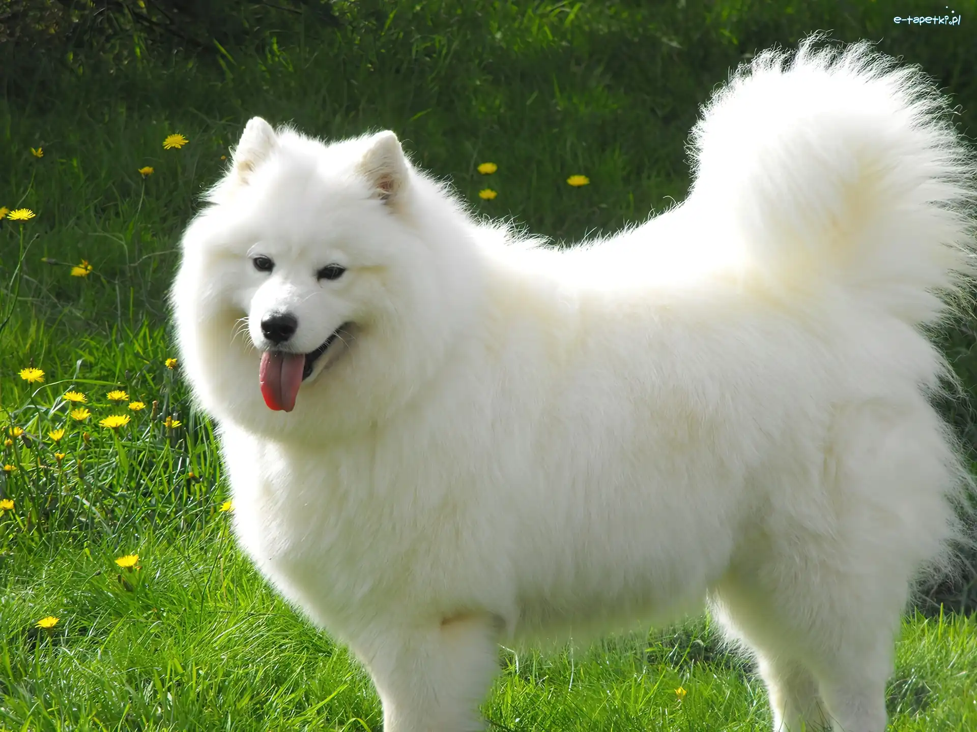Samojed, duży, piękny