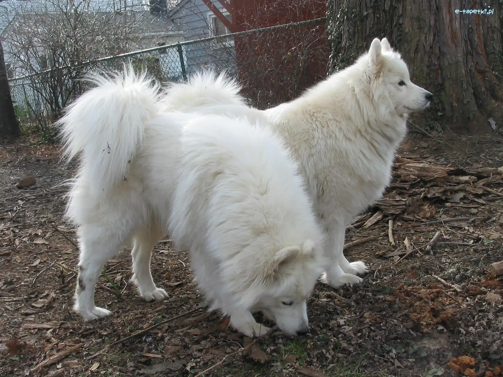 Samojedy, dorosłe, dwa